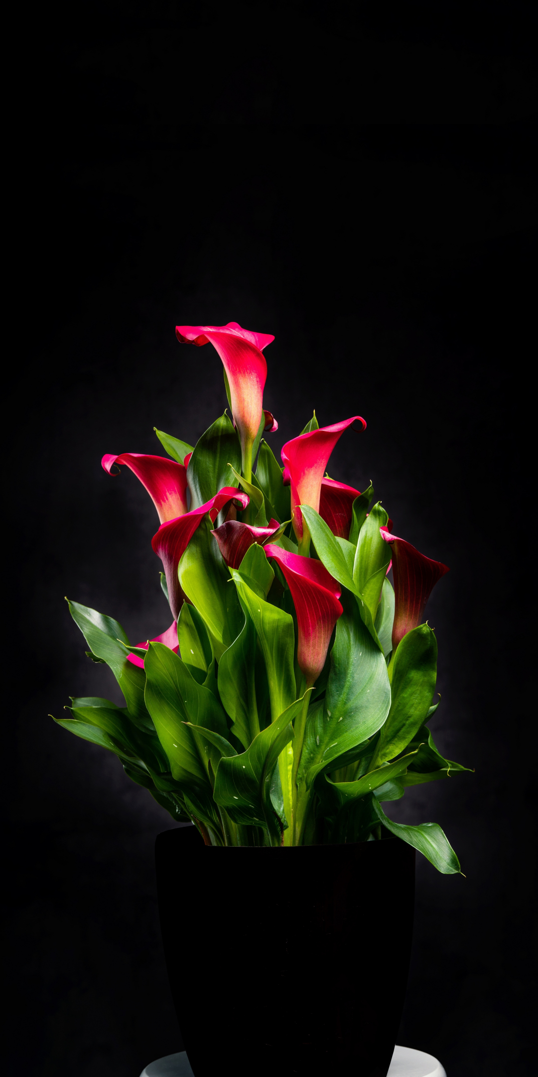 Floral vase, red Irises, portrait, 1080x2160 wallpaper
