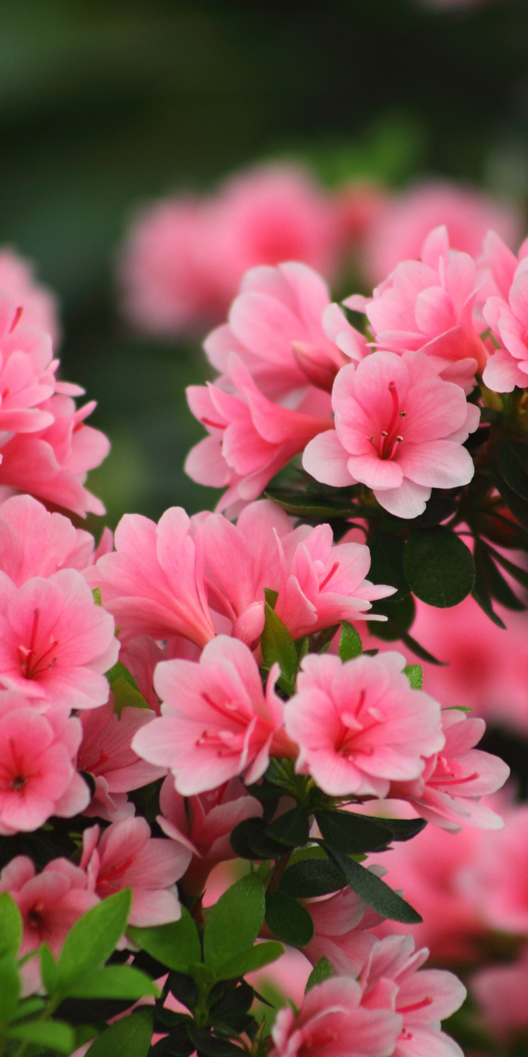 Blossom, spring, pink flowers, nature, 1080x2160 wallpaper