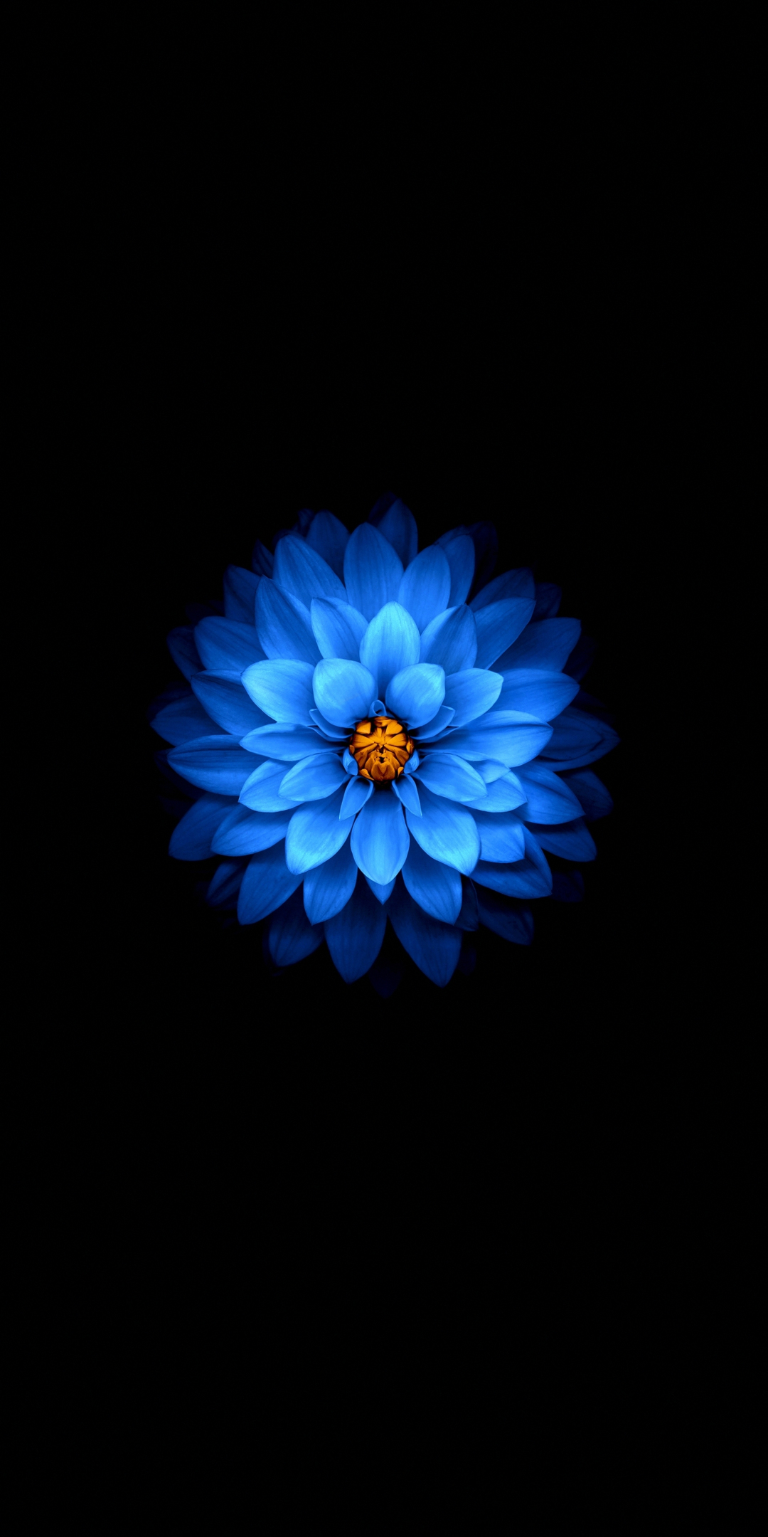 Blue flower, dark, amoled, 1080x2160 wallpaper