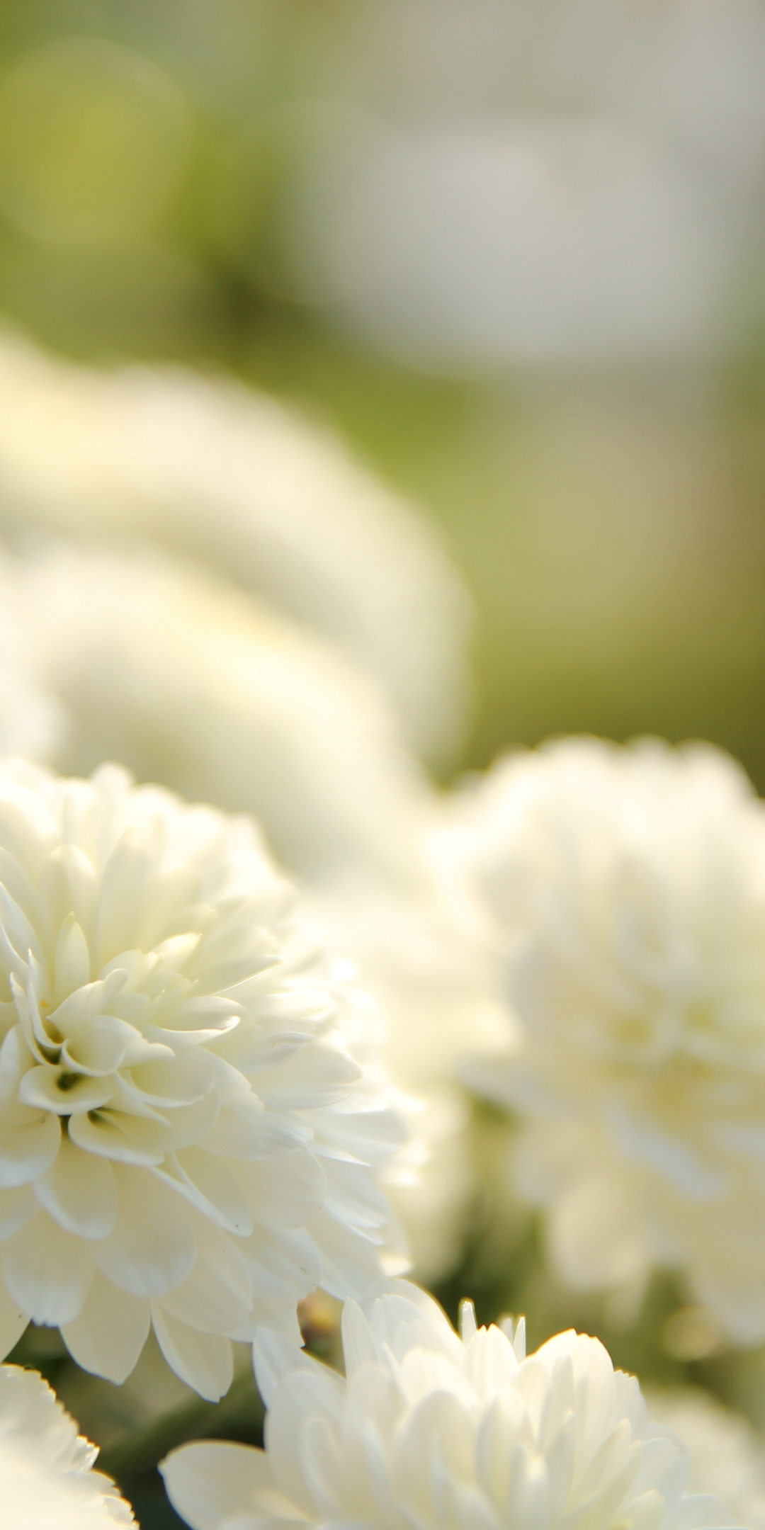 White dahlia, flowers, blur, 1080x2160 wallpaper