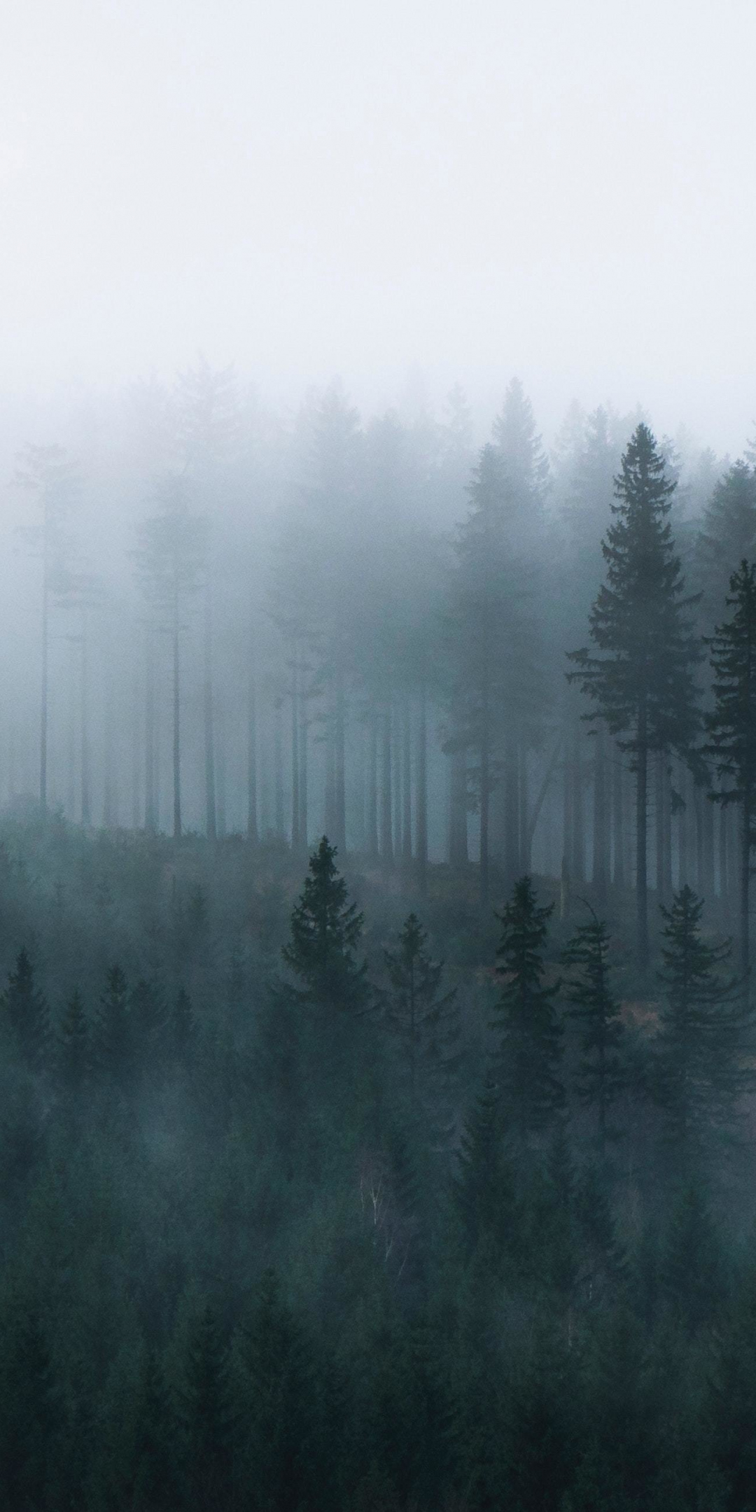 Mist, sunrise, forest, 1080x2160 wallpaper