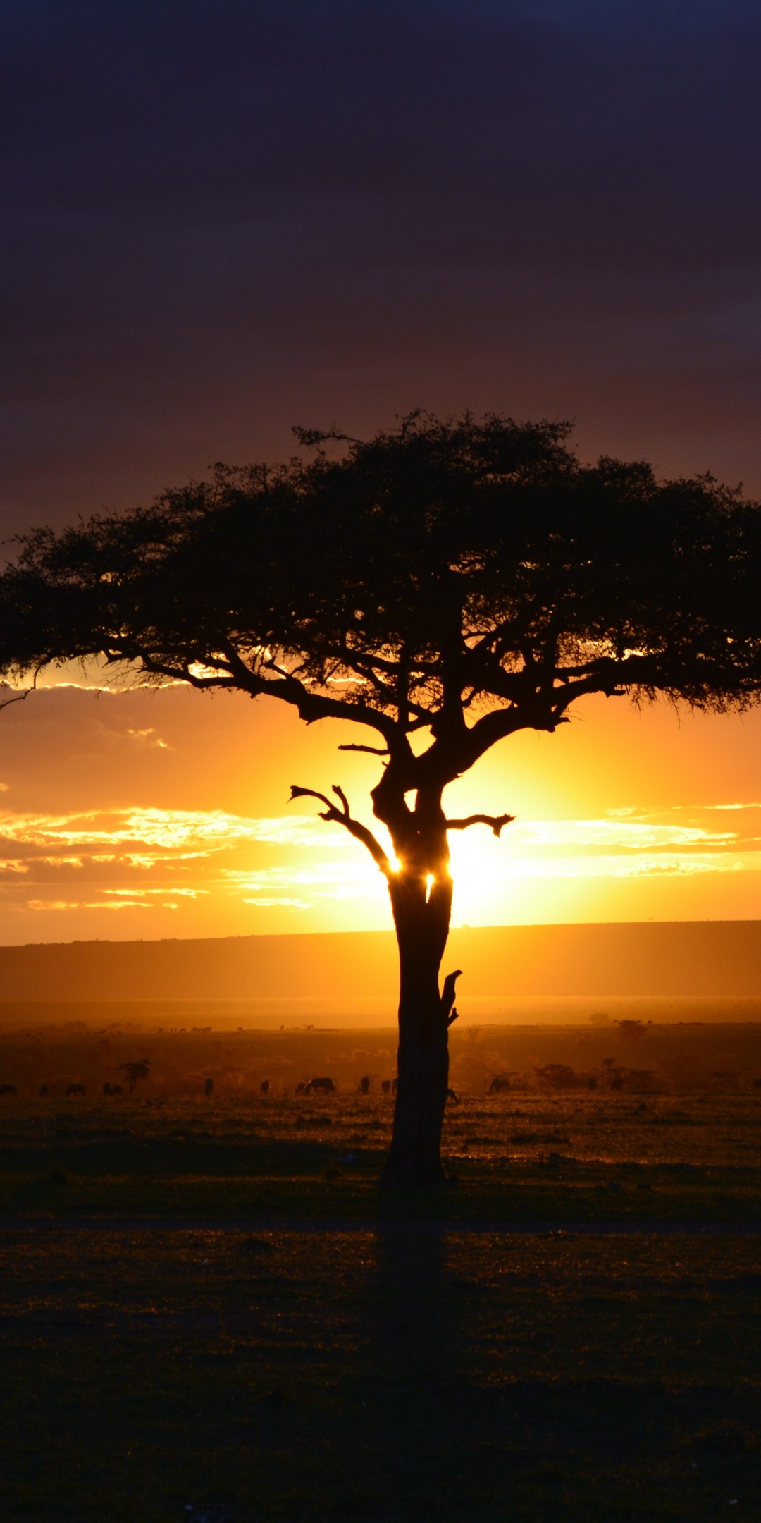 Tree, sunset, landscape, africa, 1080x2160 wallpaper
