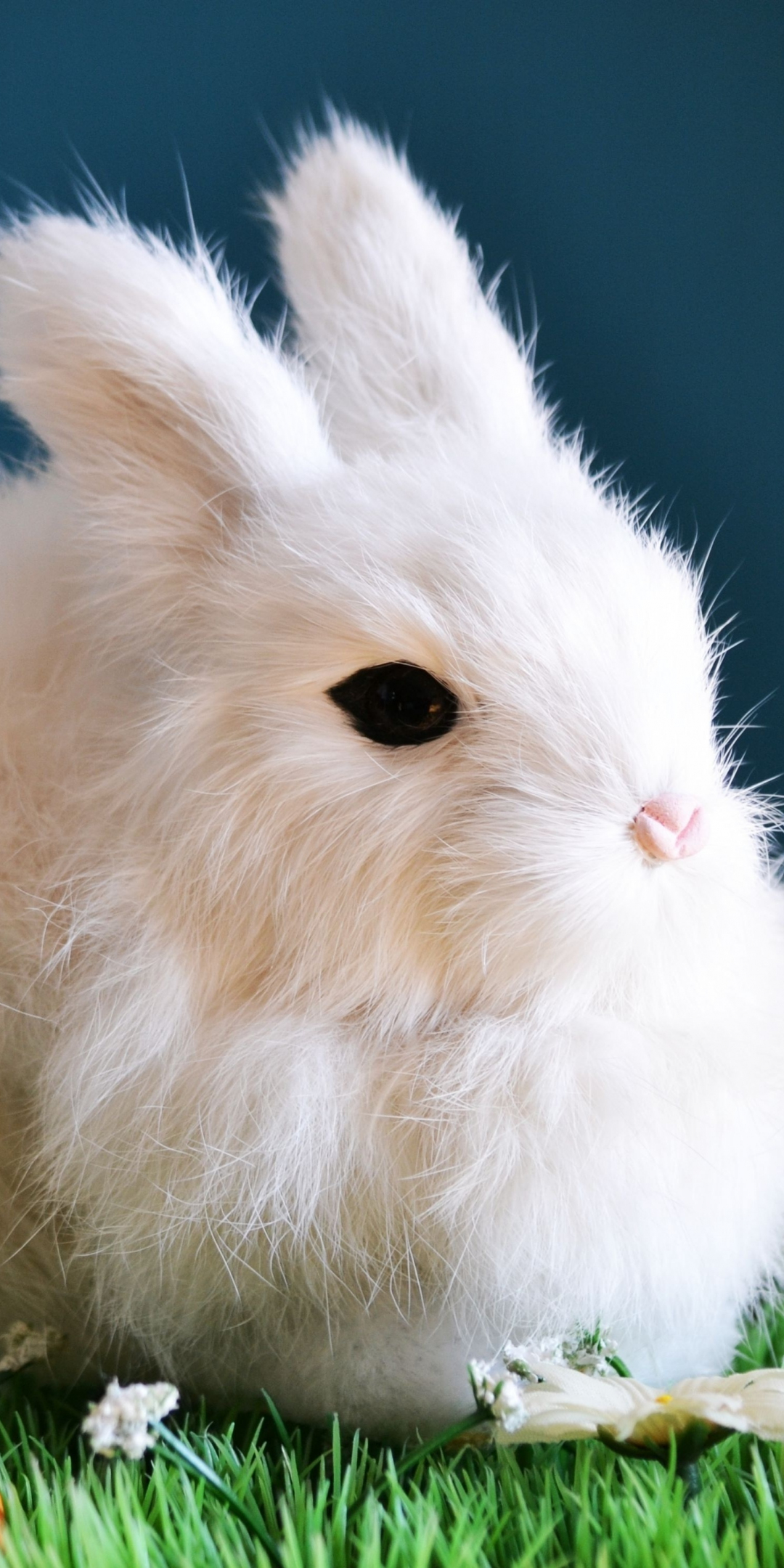 Cute, white bunny, animal, rabbit, 1080x2160 wallpaper