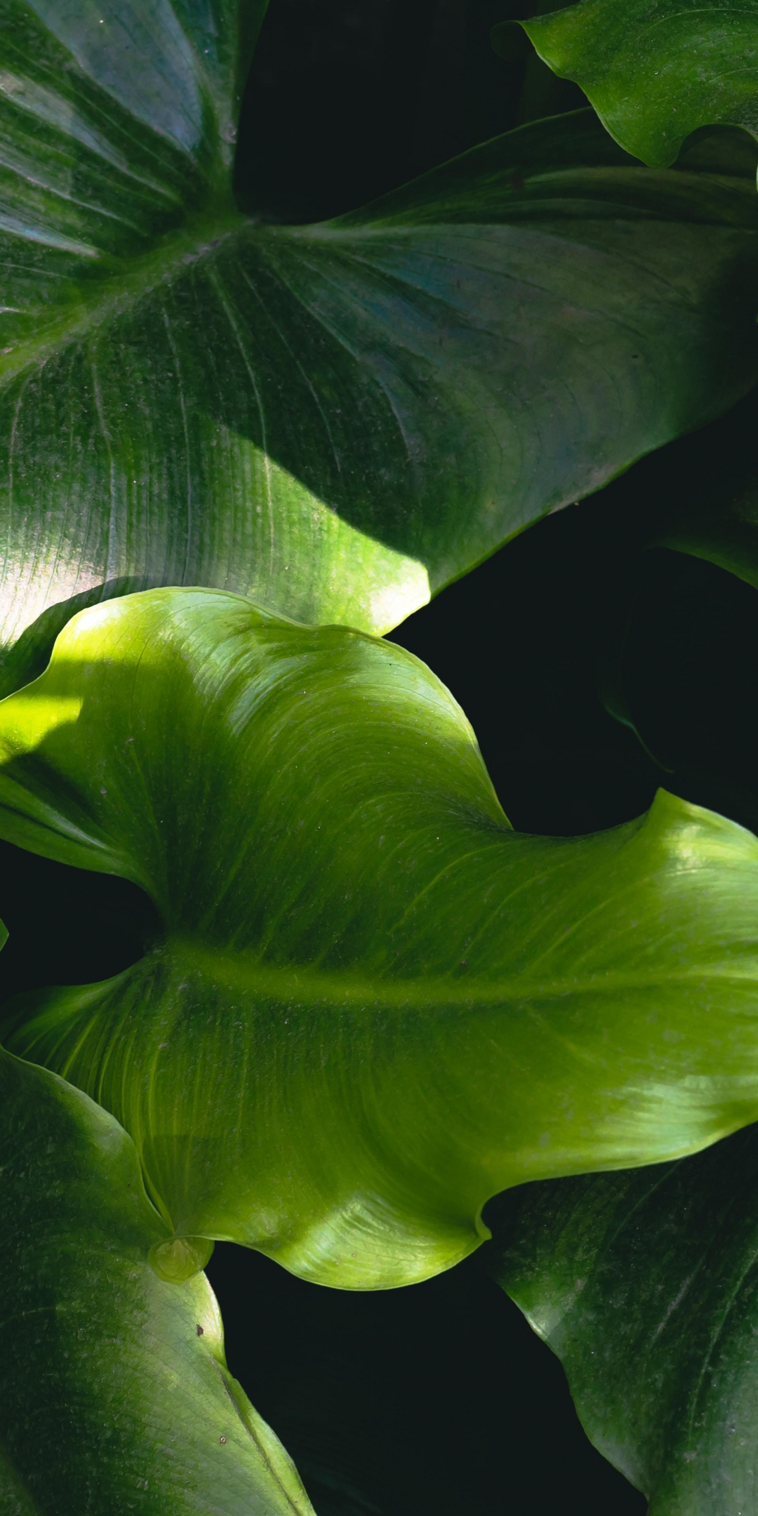 Big and green leaf, nature, 1080x2160 wallpaper