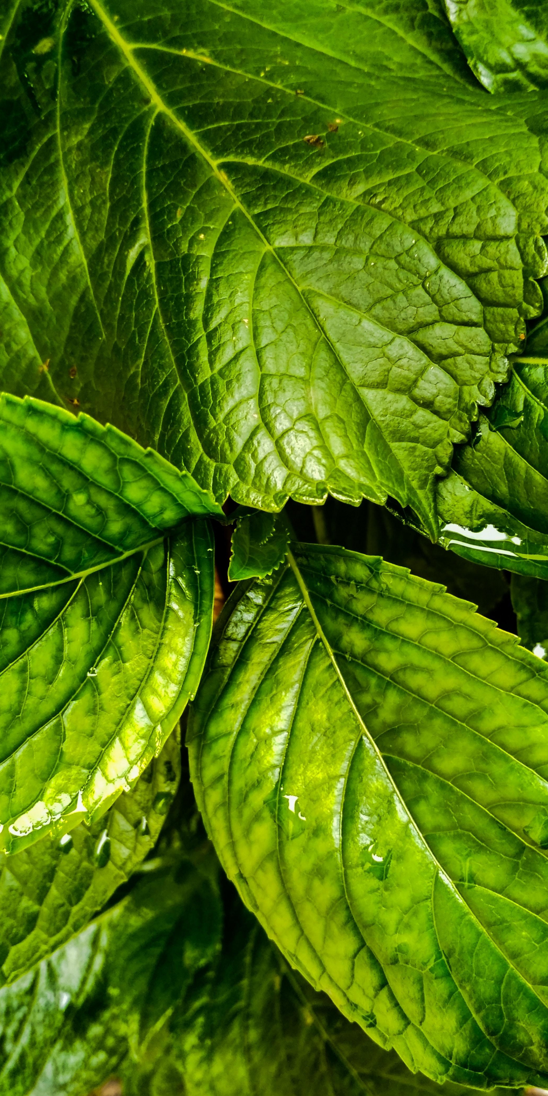 Flora, green leaves, close up, 1080x2160 wallpaper
