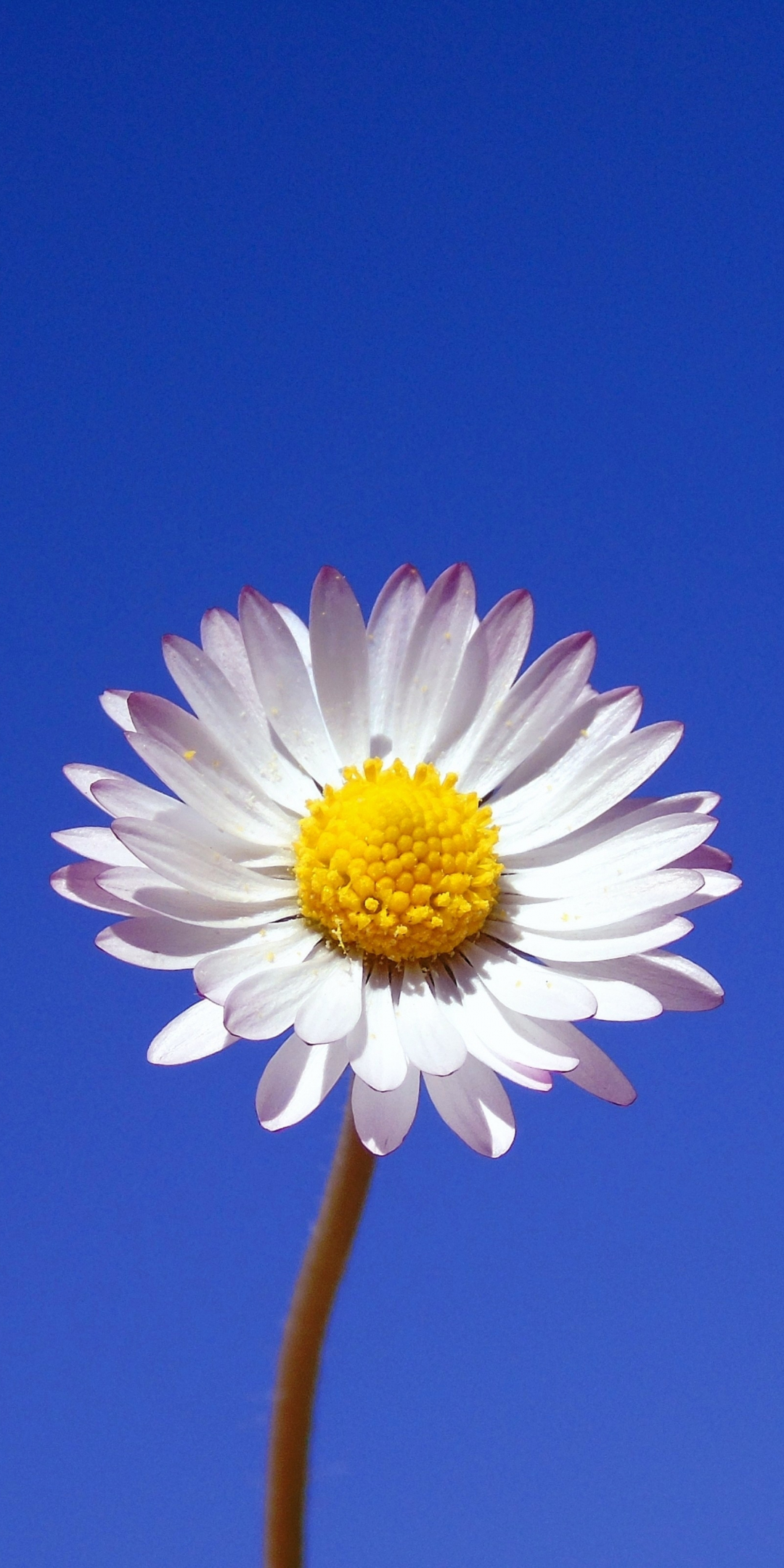Gerbera, white flower, portrait, 1080x2160 wallpaper