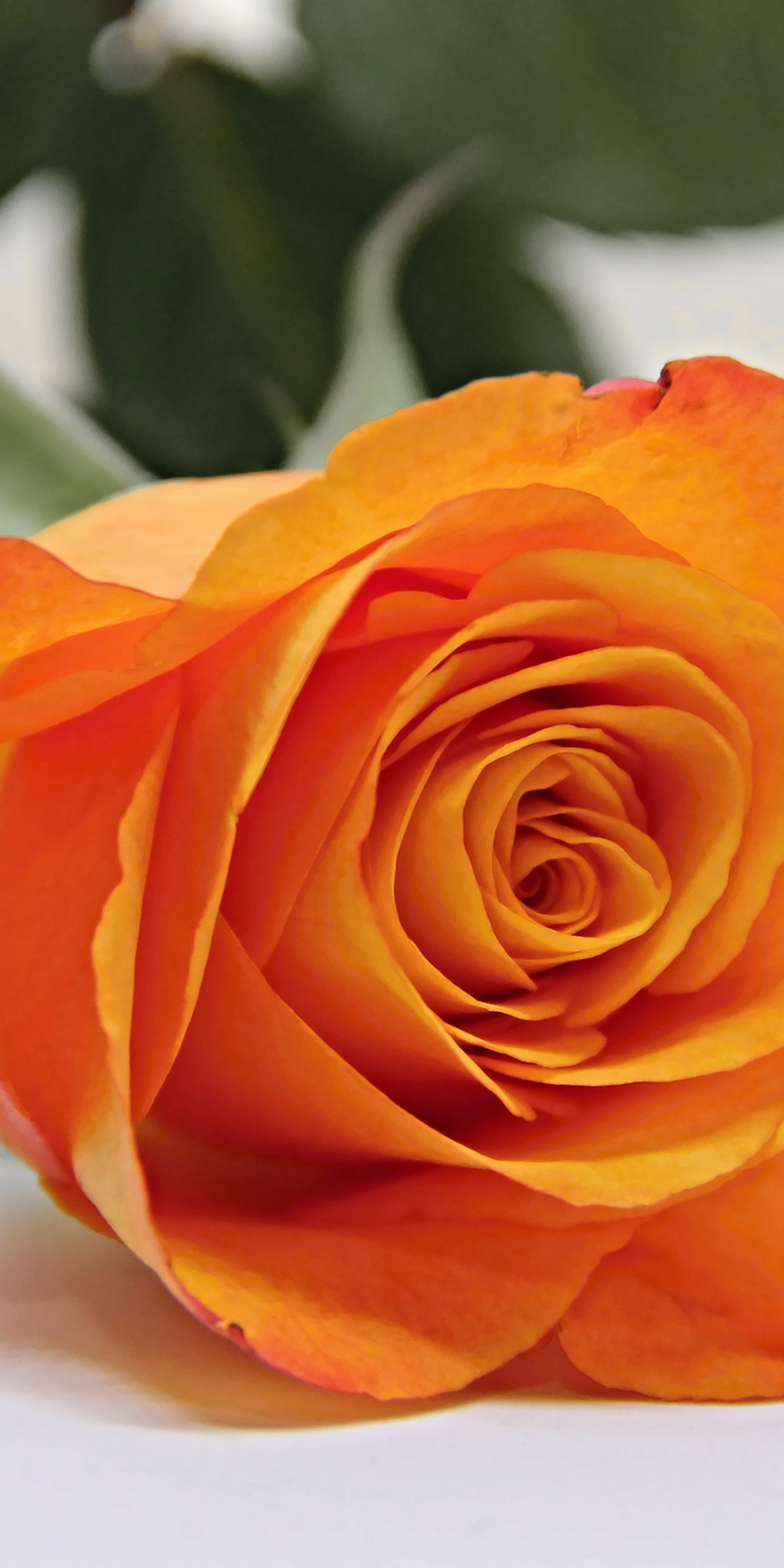 Orange rose, bud, flower, 1080x2160 wallpaper