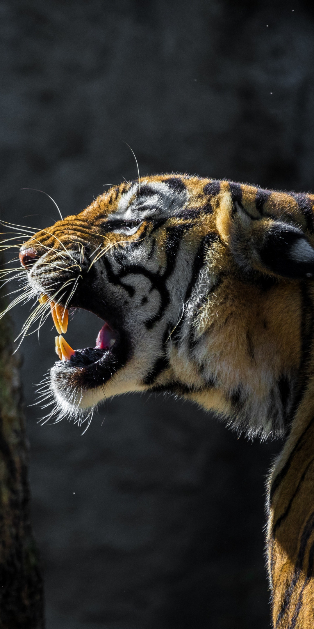 Tiger, roar, wild animal, 1080x2160 wallpaper