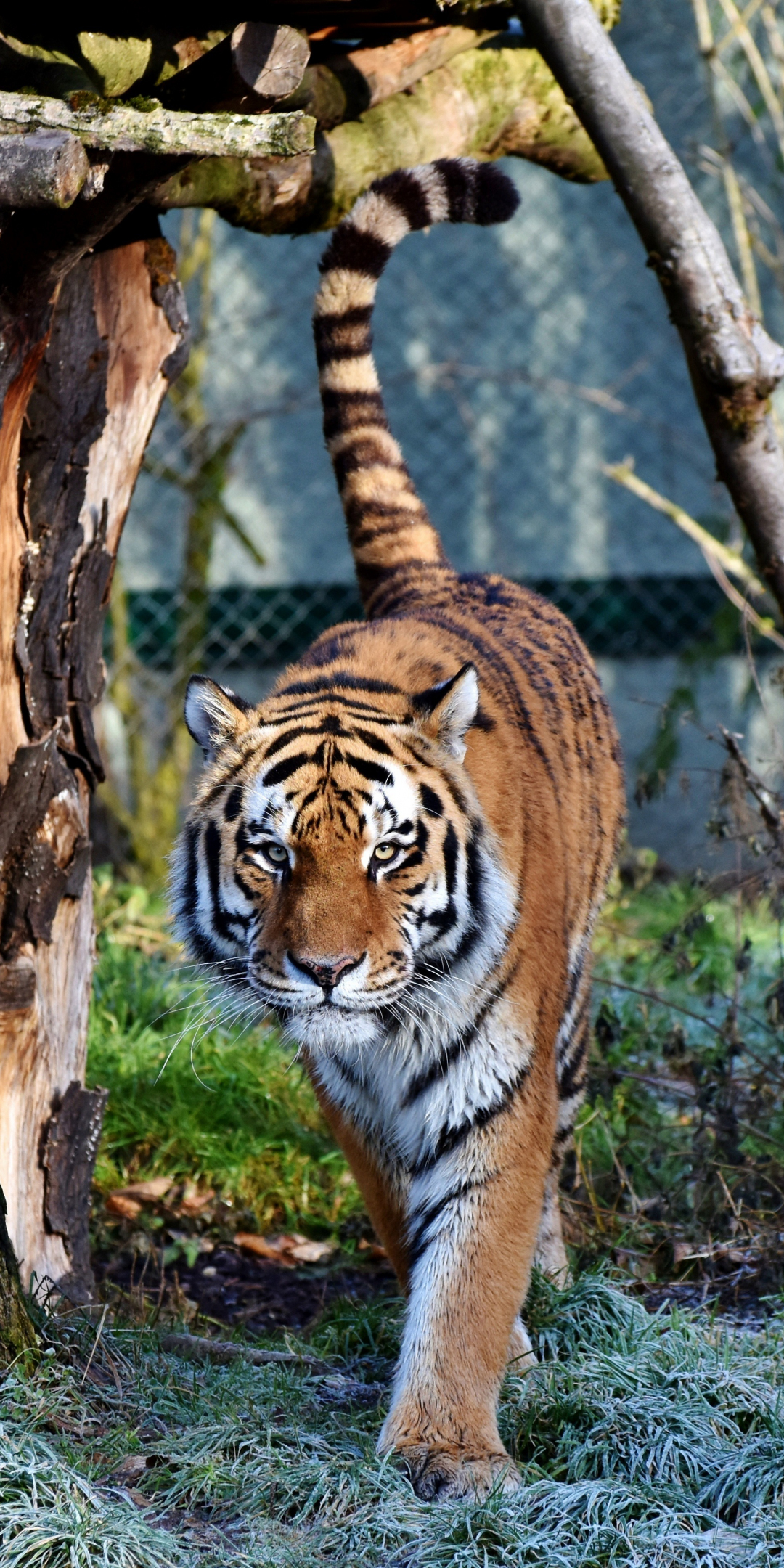 Tiger, predator, looking straight, zoo, 1080x2160 wallpaper
