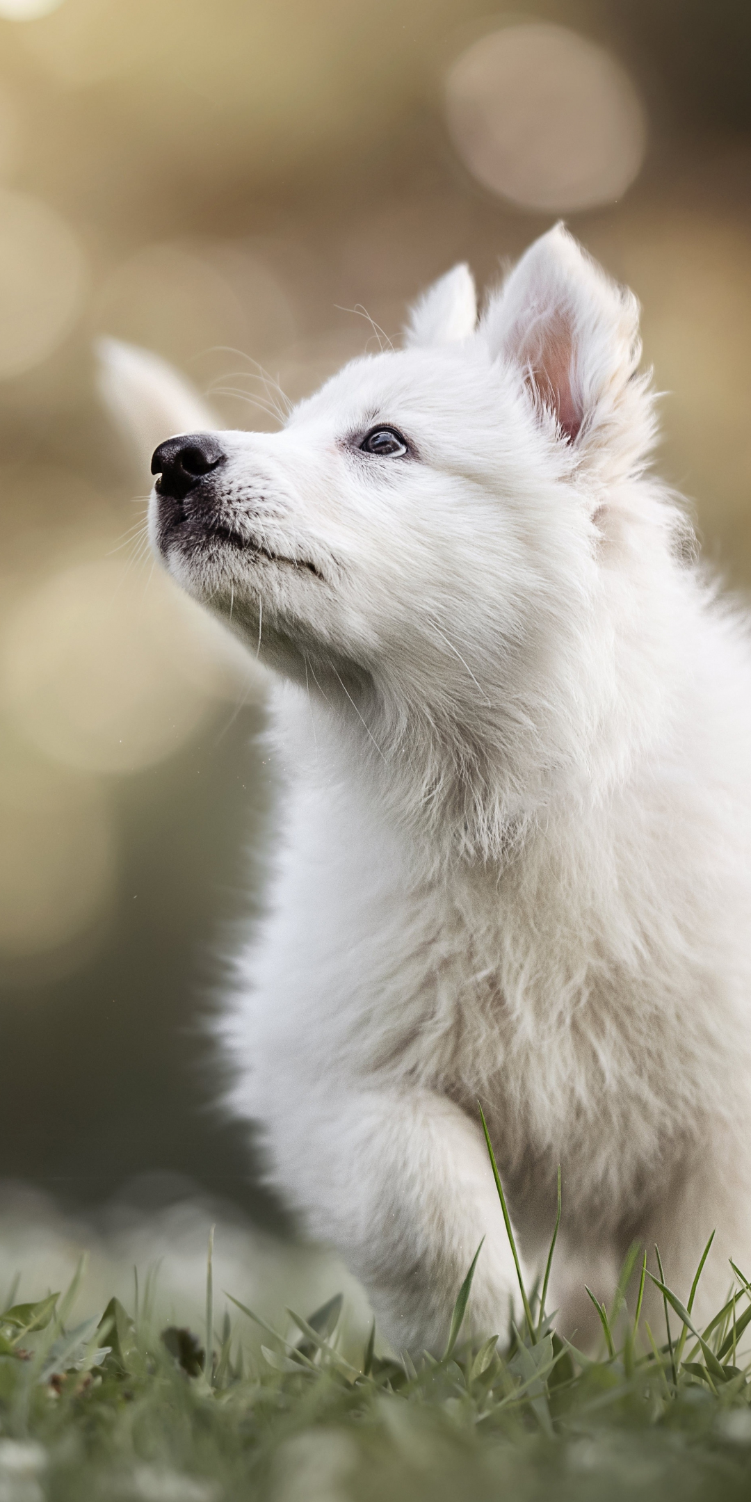 Cute white fluffy puppy, playing, animal, 1080x2160 wallpaper
