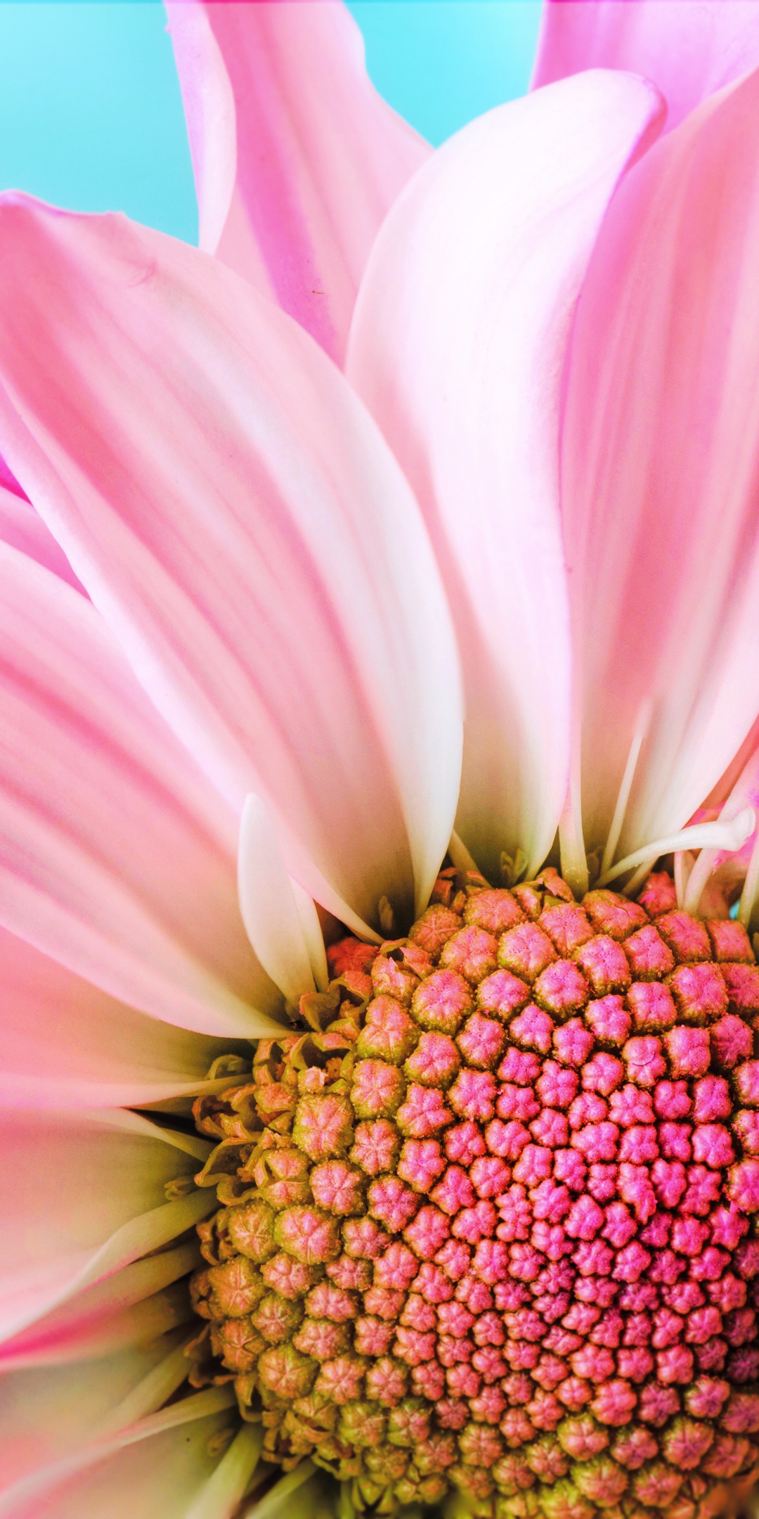 Close up, pink daisy, bloom, 1080x2160 wallpaper