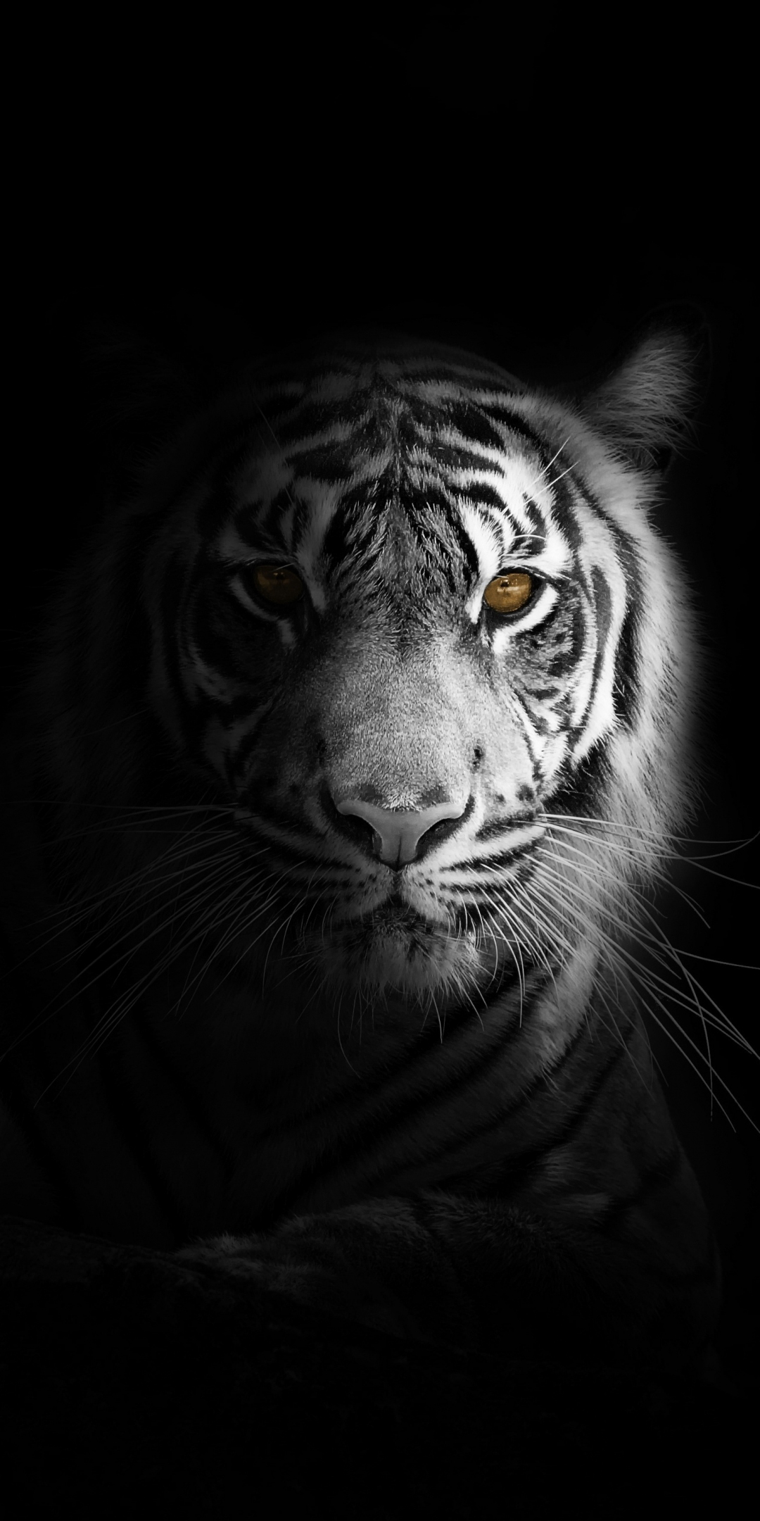 Portrait, minimal, white tiger, dark, 1080x2160 wallpaper