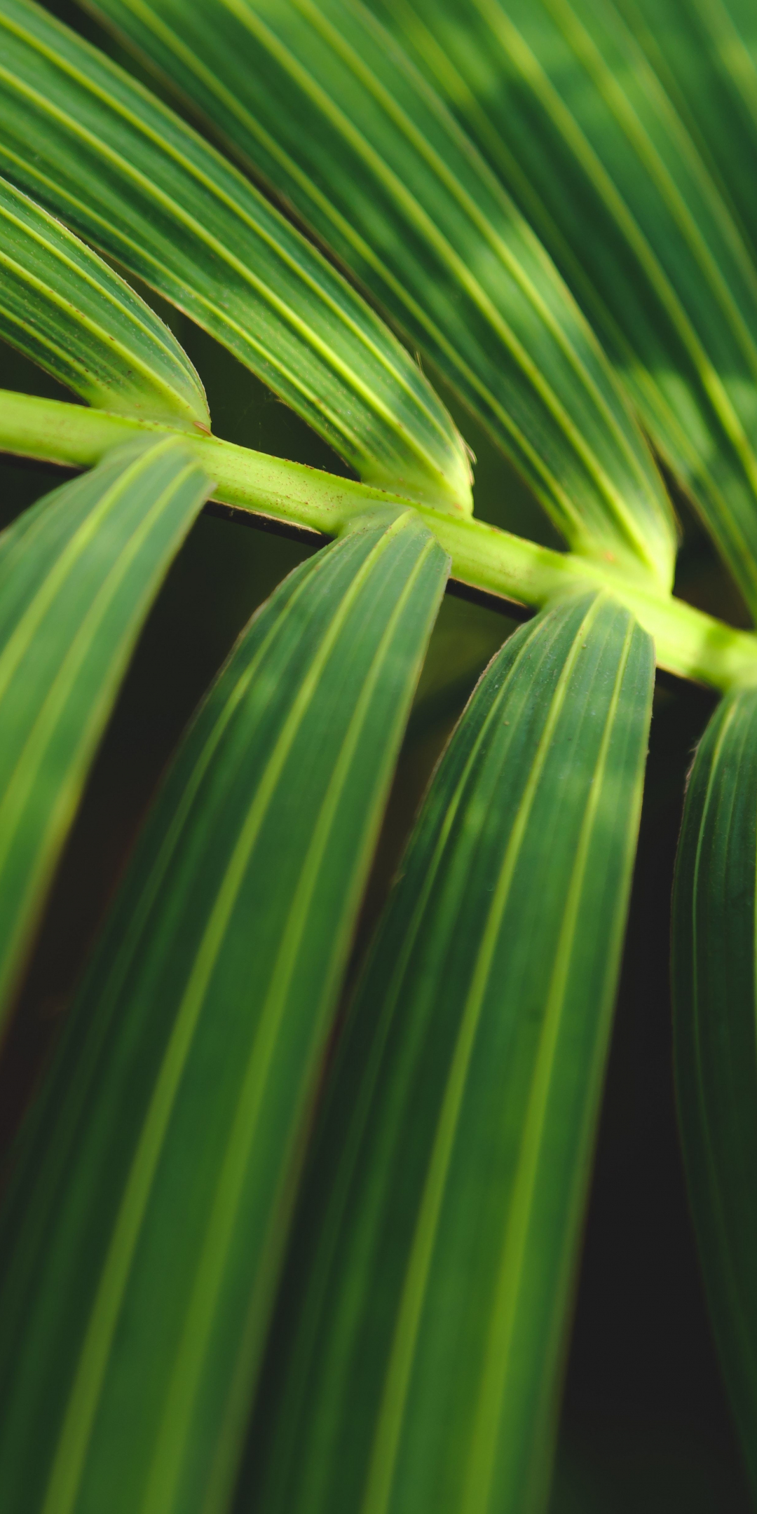 Leaf, fresh and green, close up, 1080x2160 wallpaper