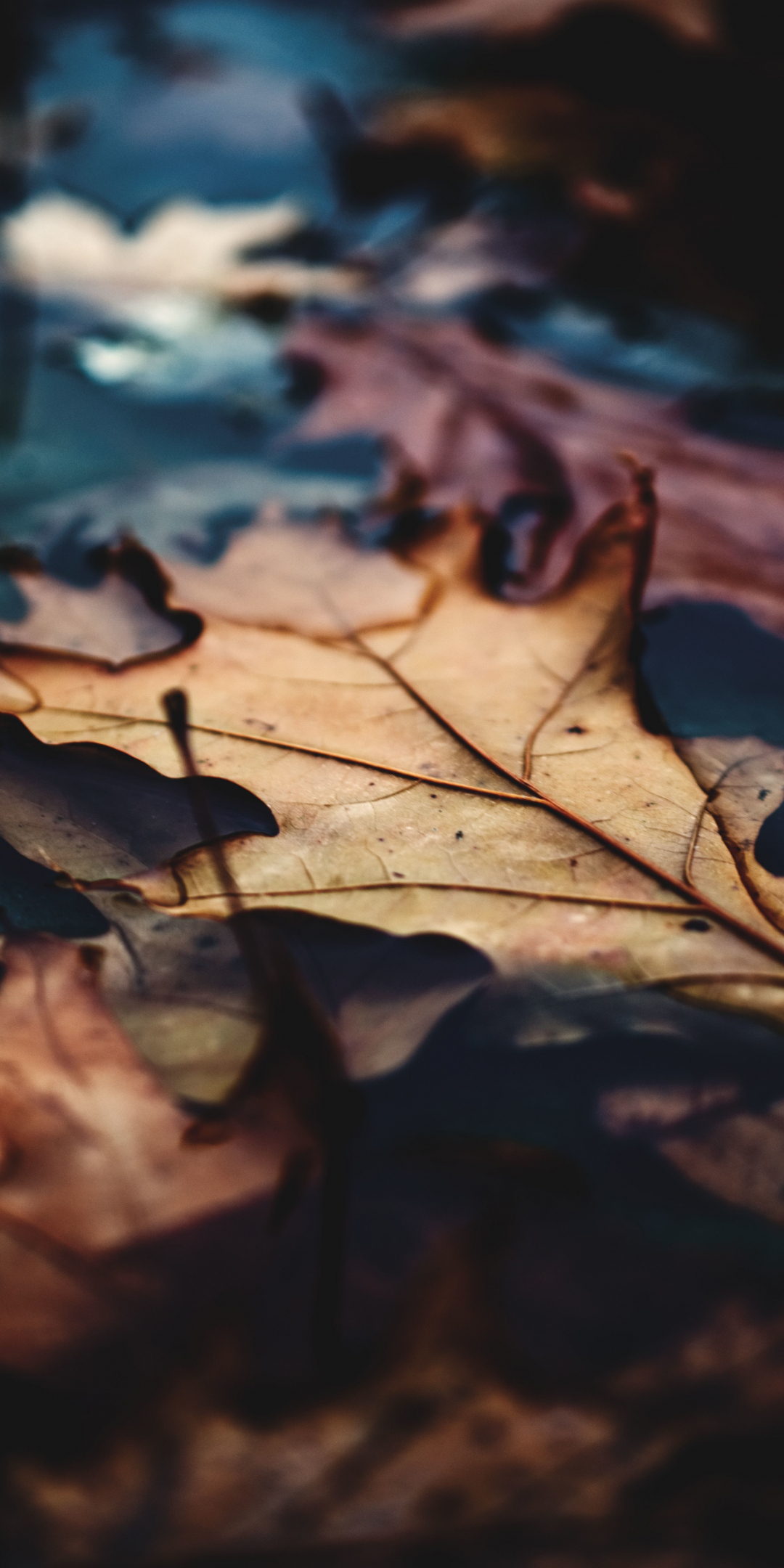 Close up, dry leaf, autumn, 1080x2160 wallpaper