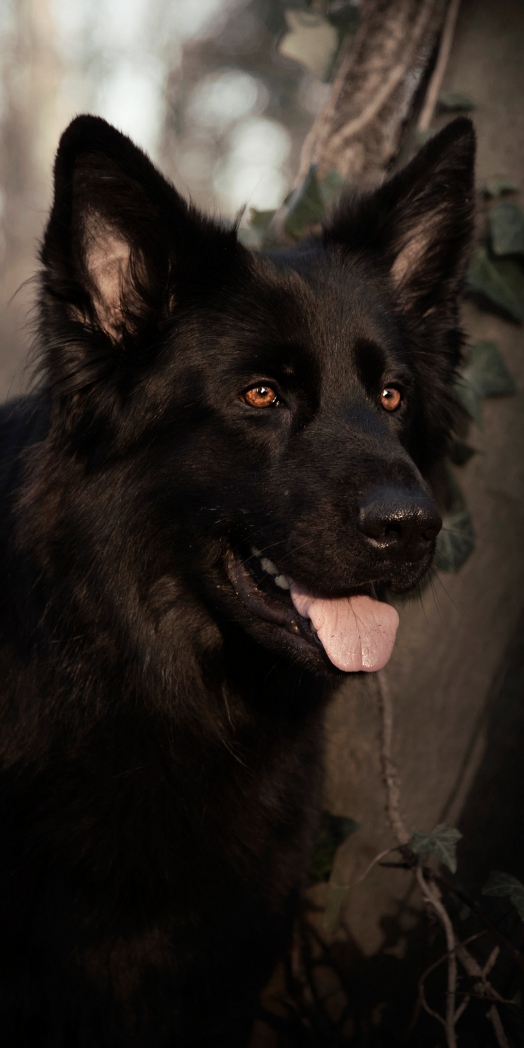 German shepherd, dog, pet animal, black, 1080x2160 wallpaper