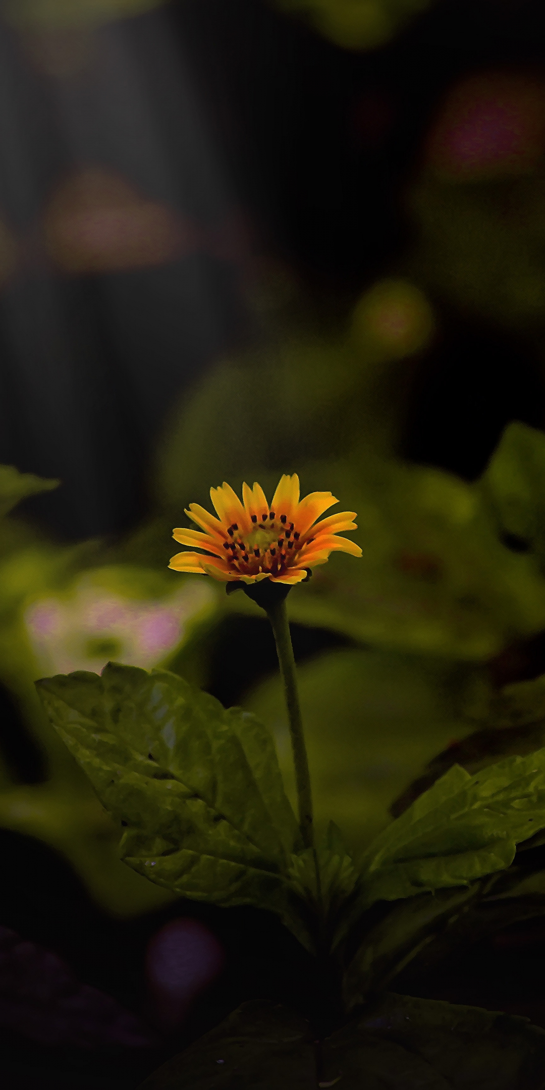 Yellow daisy, sunlight, plant, portrait, 1080x2160 wallpaper