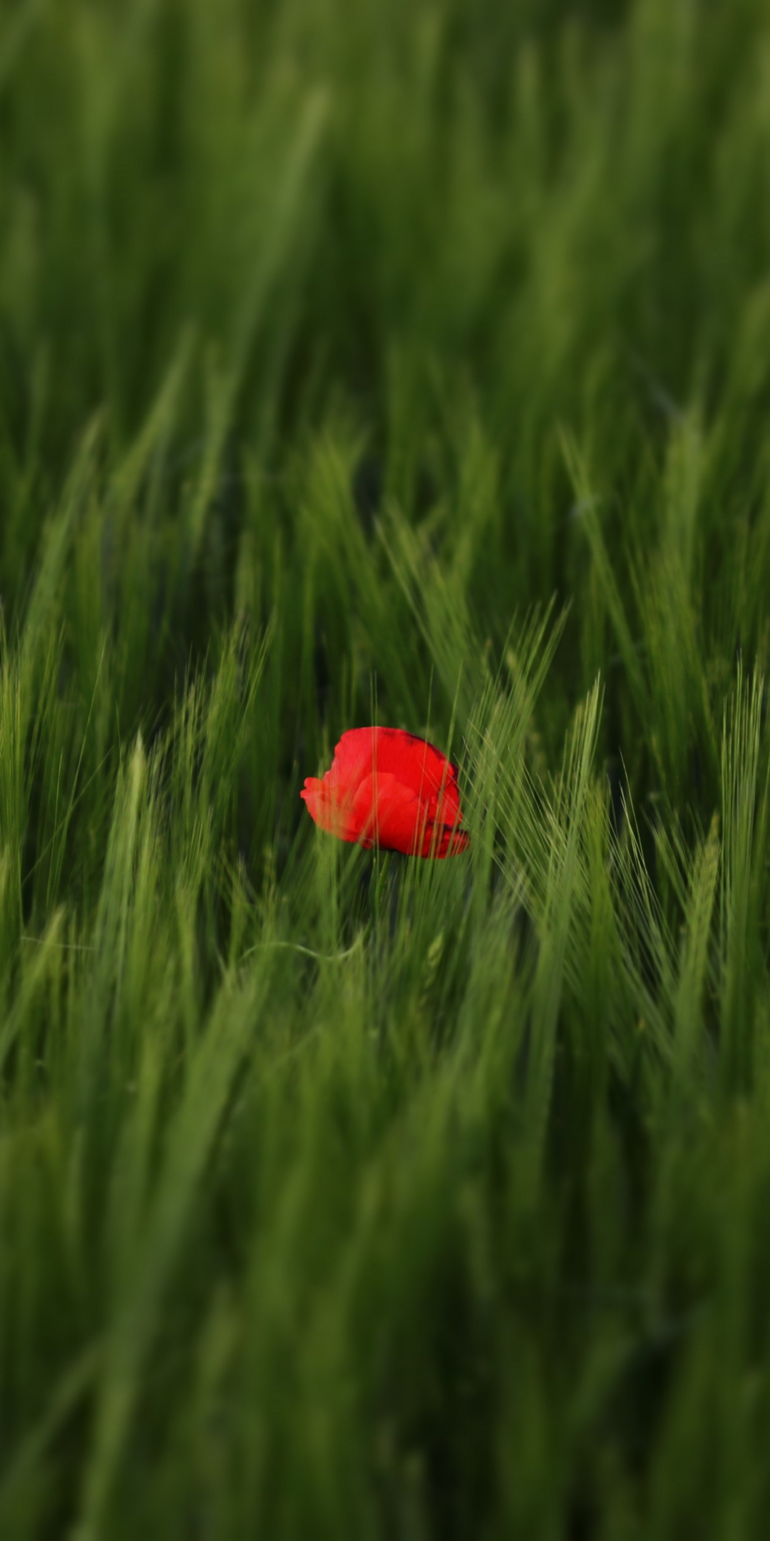 Red poppy, flower, grass lands, nature, 1080x2160 wallpaper