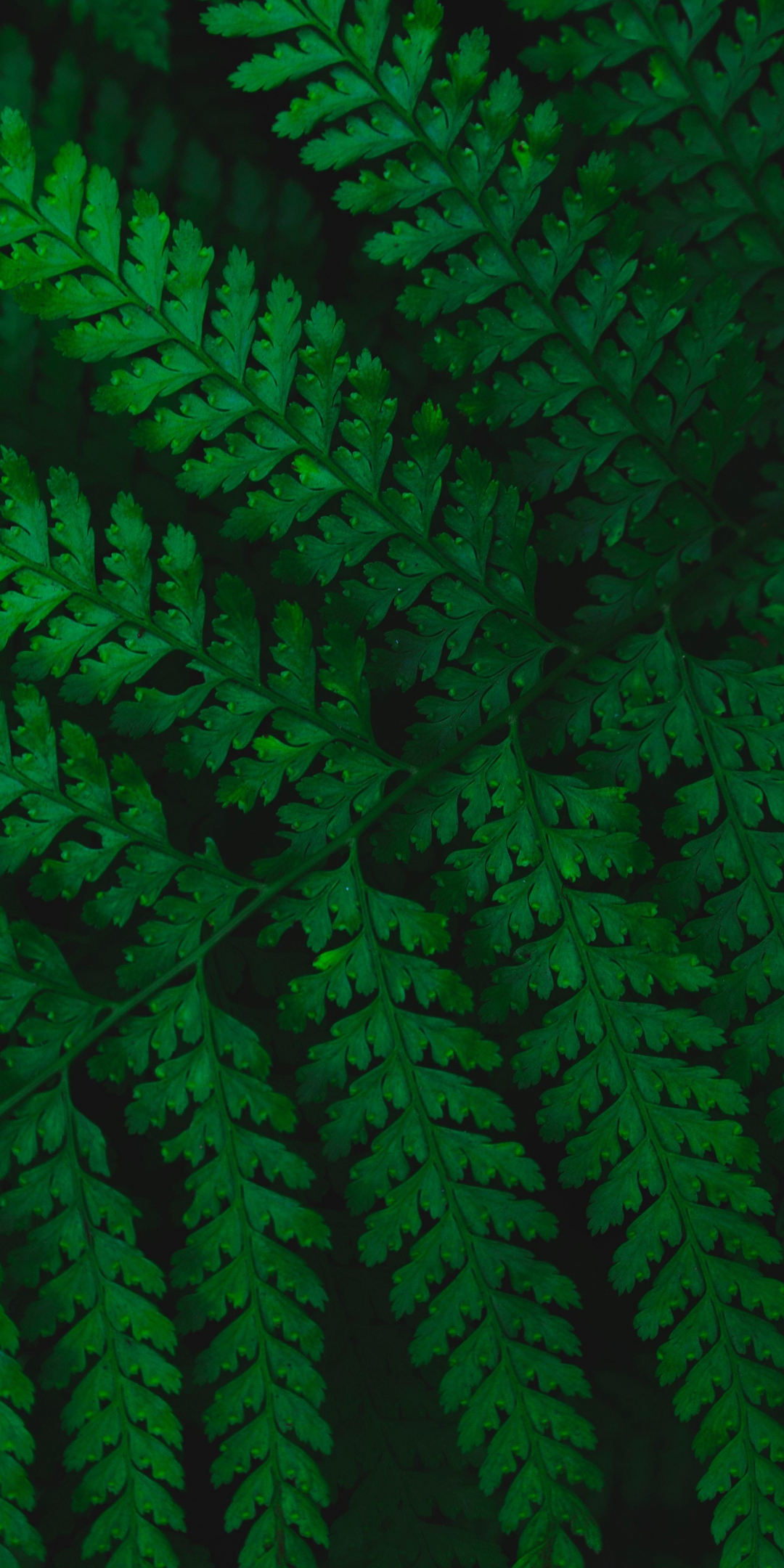 Green leaves, tree branches, spring, 1080x2160 wallpaper