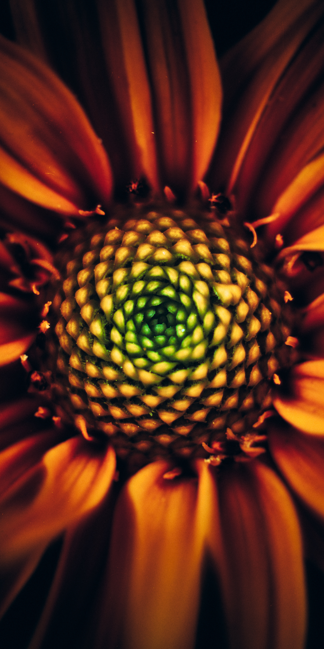 Sunflower, bloom, close up , 1080x2160 wallpaper