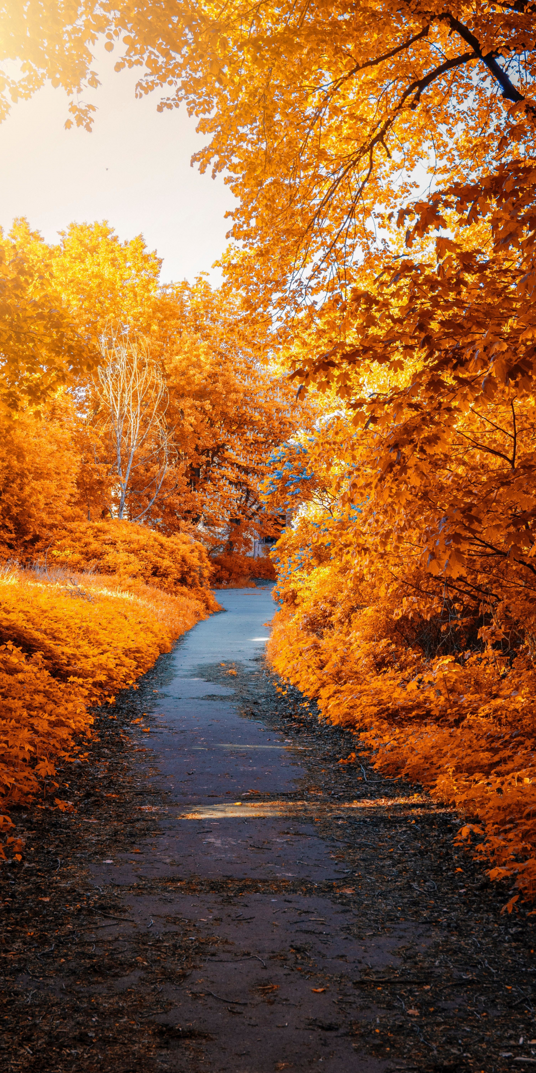 Park, trees, Foliage, autumn, pathway, leaves, 1080x2160 wallpaper