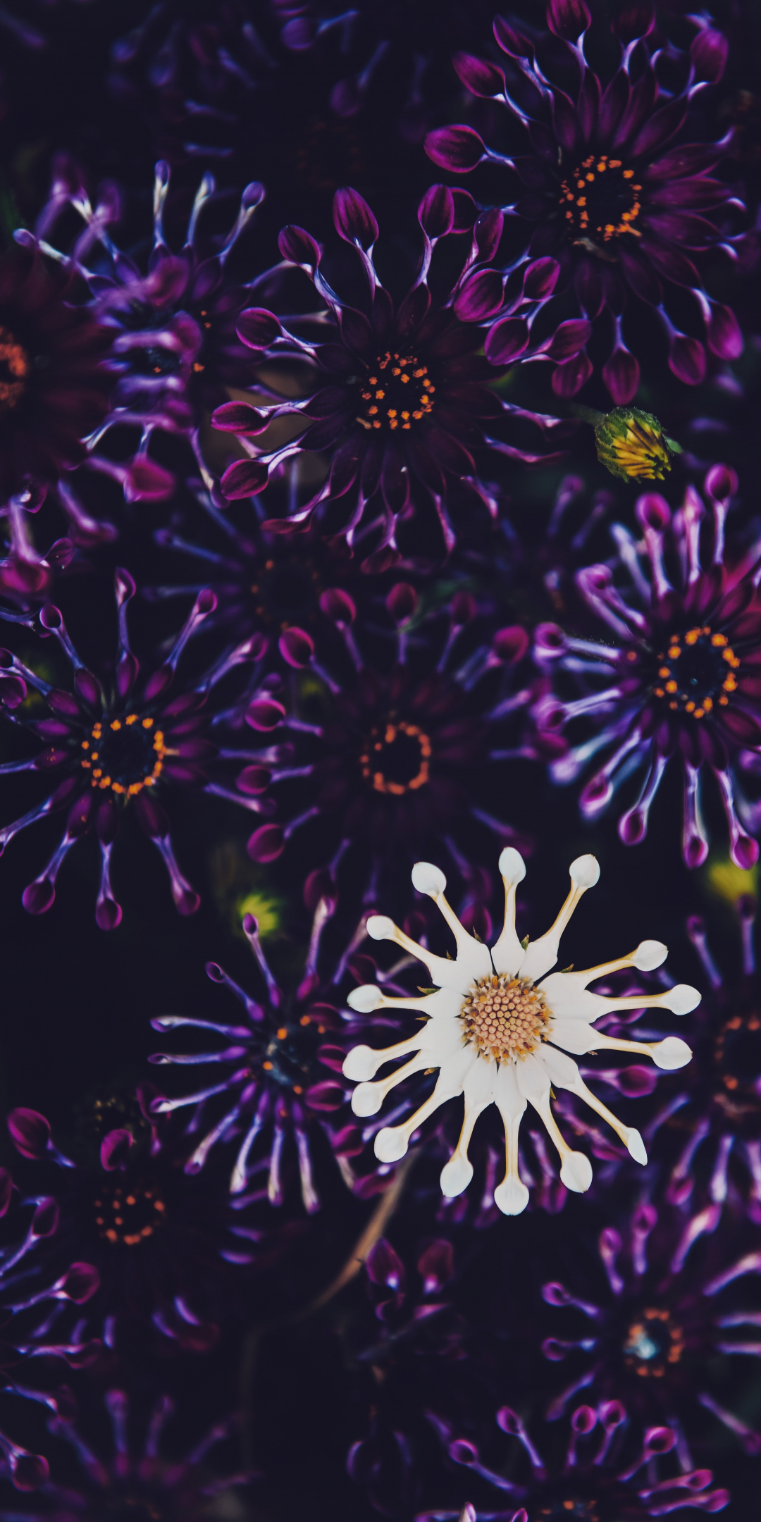 Violet and white flowers, close up, 1080x2160 wallpaper