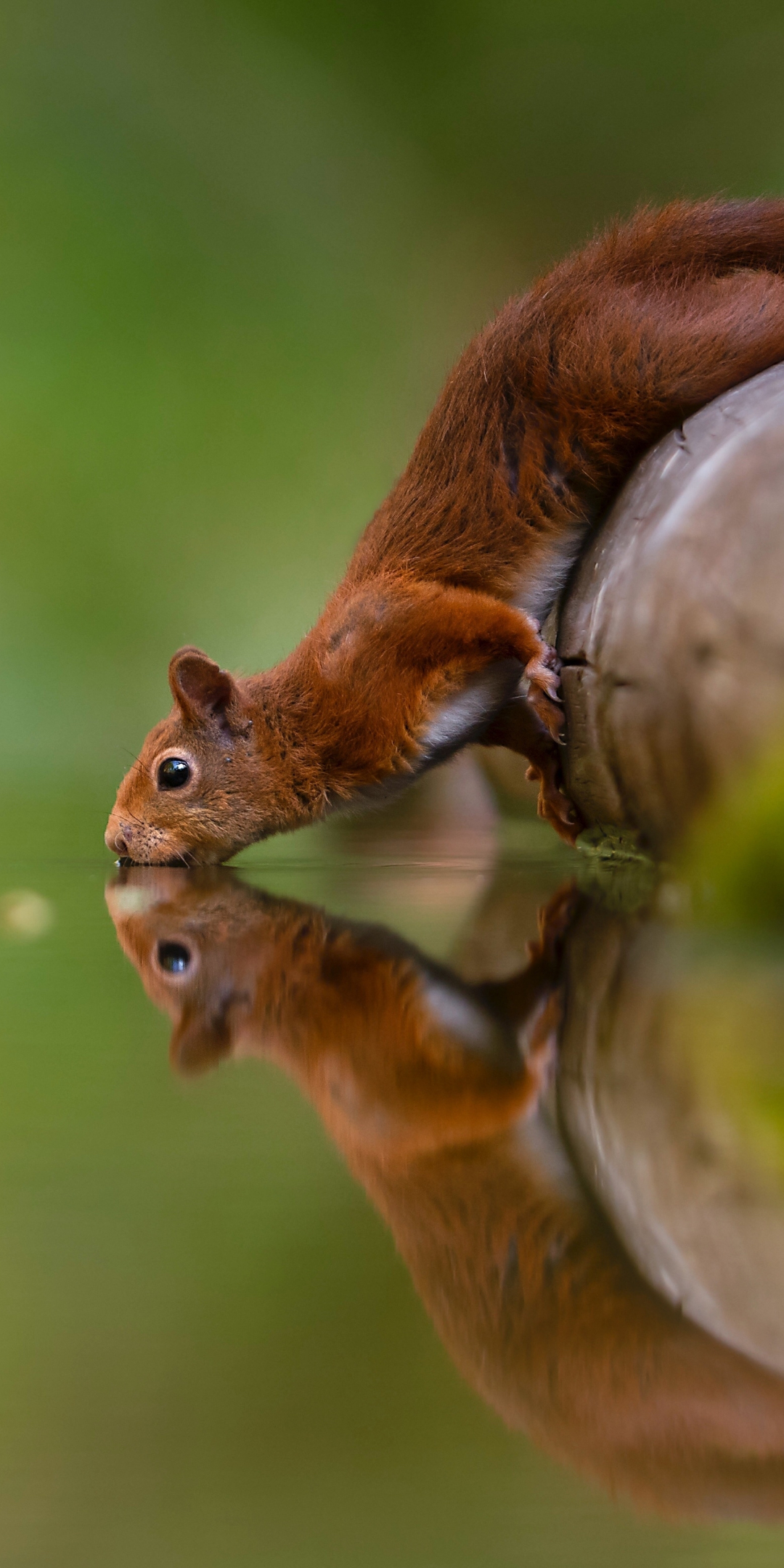 Reflections, water drinking, squirrel, 1080x2160 wallpaper