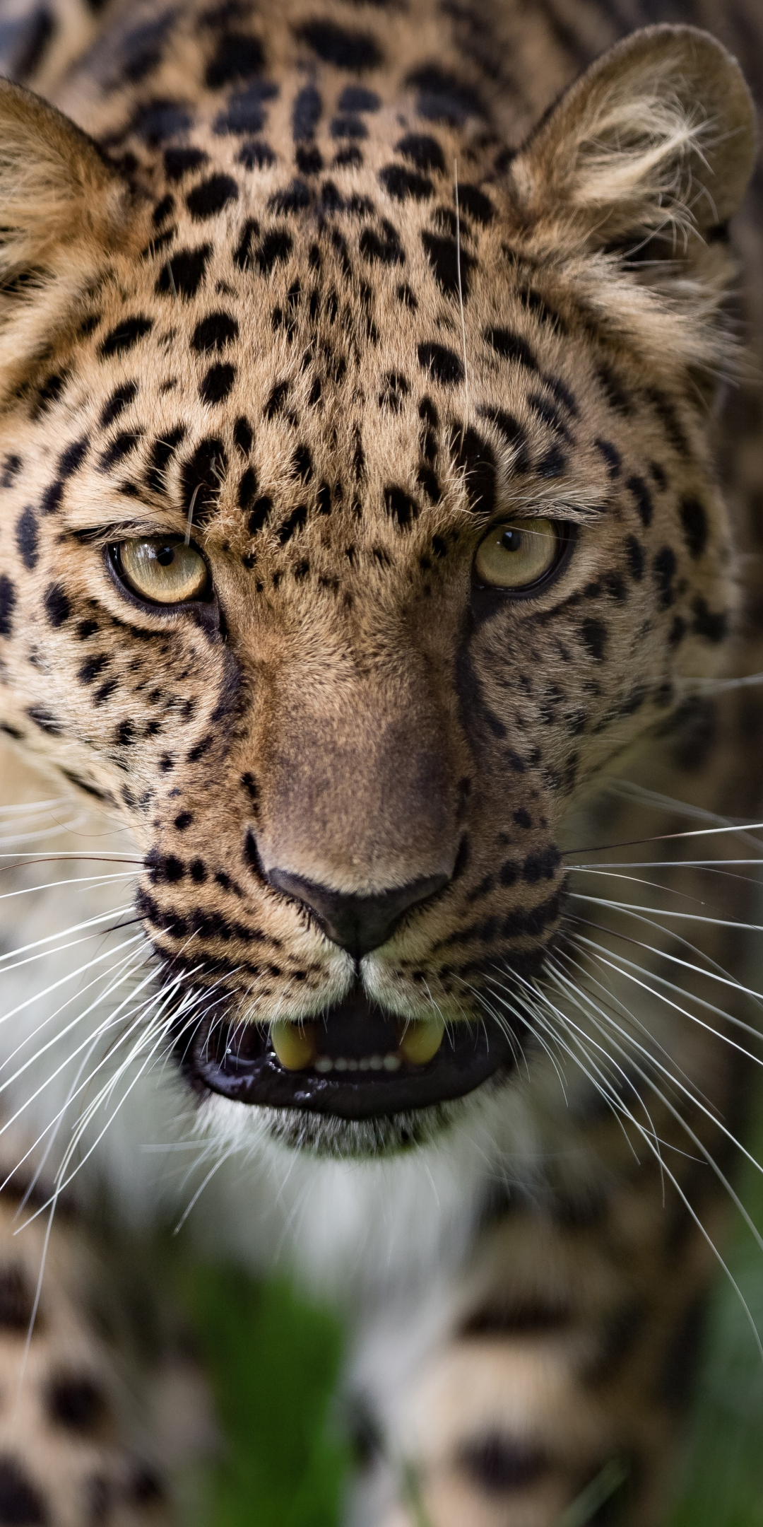 Leopard, curious, animal, predator, wild, 1080x2160 wallpaper