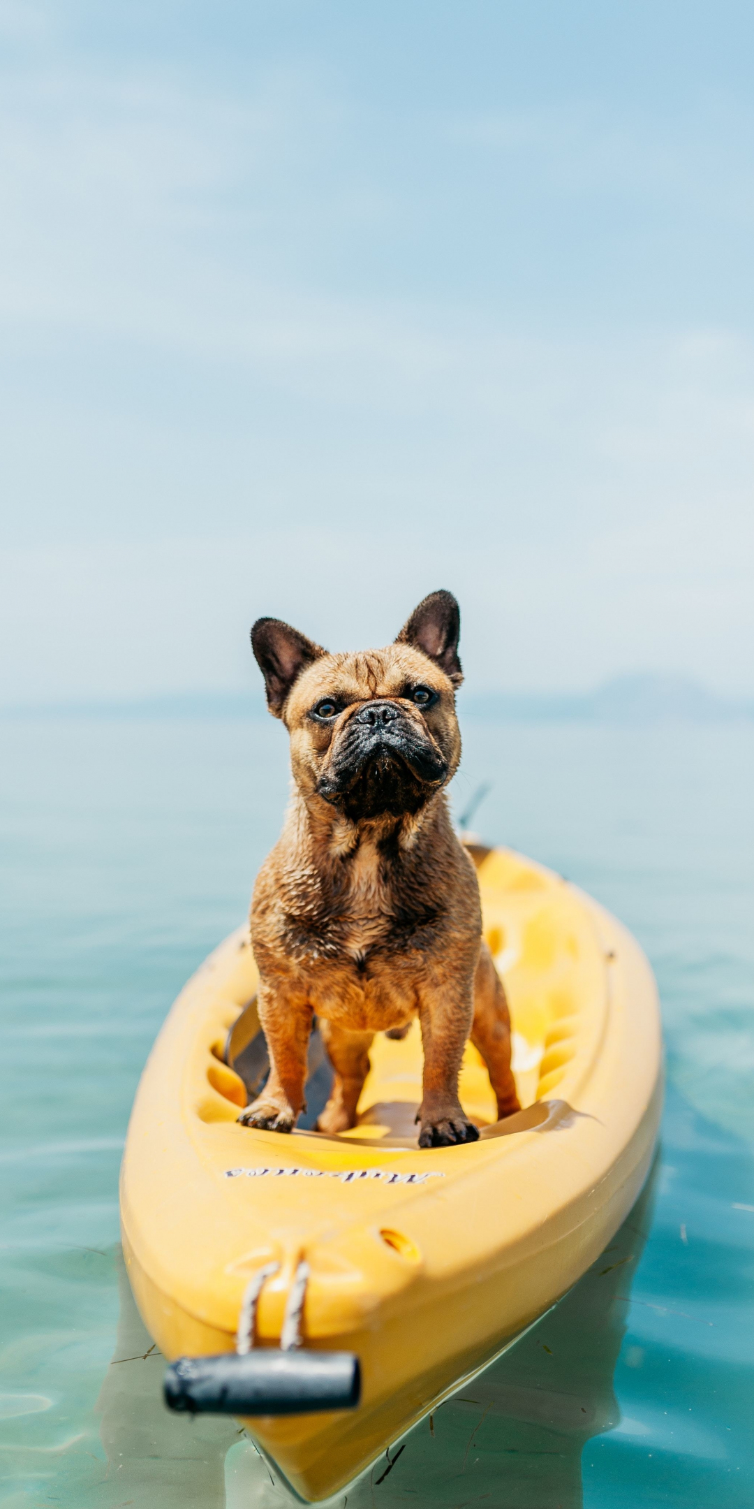 Float, confident, dog, 1080x2160 wallpaper