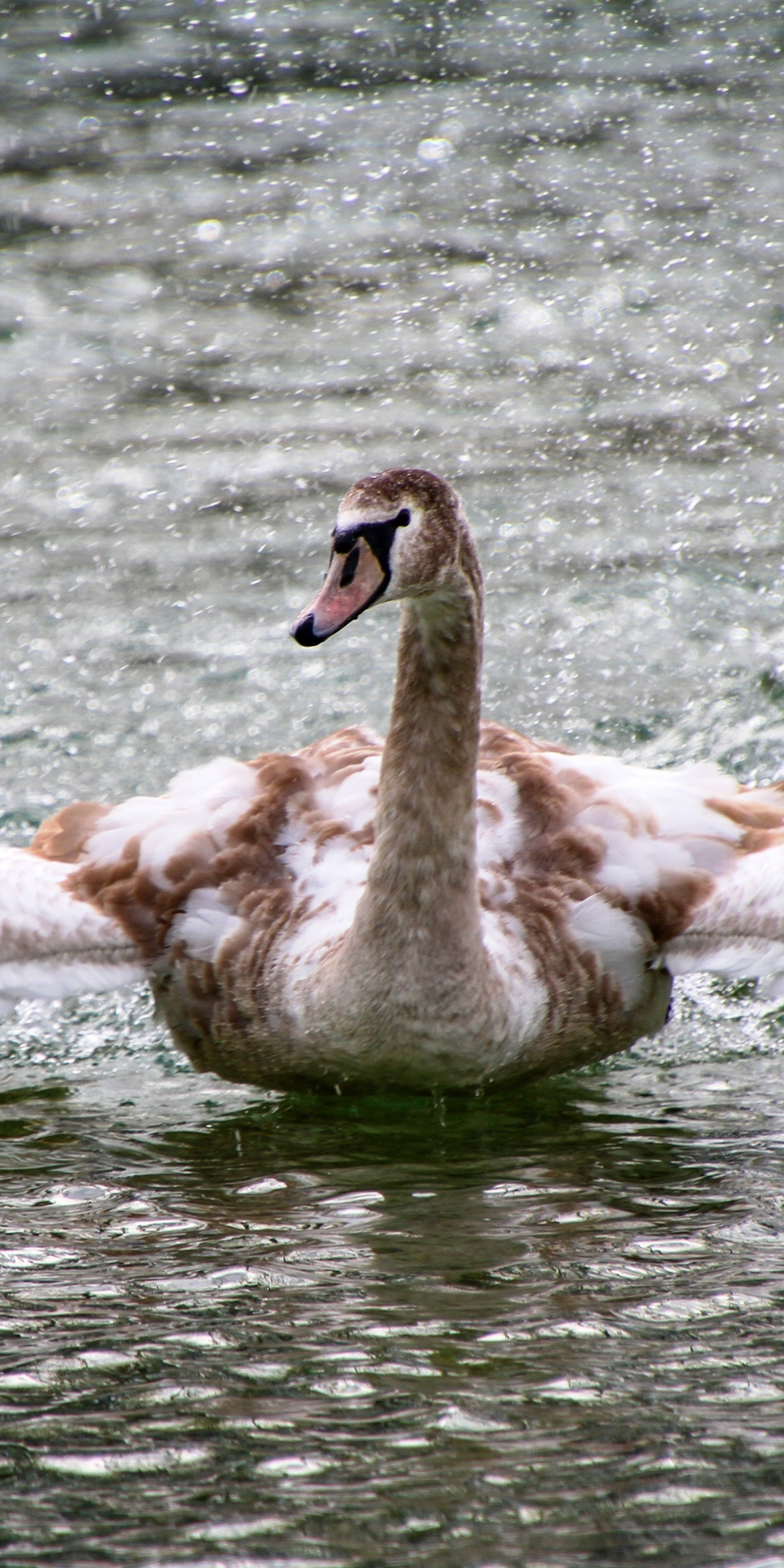 Swan, bird, lake, flight, 1080x2160 wallpaper