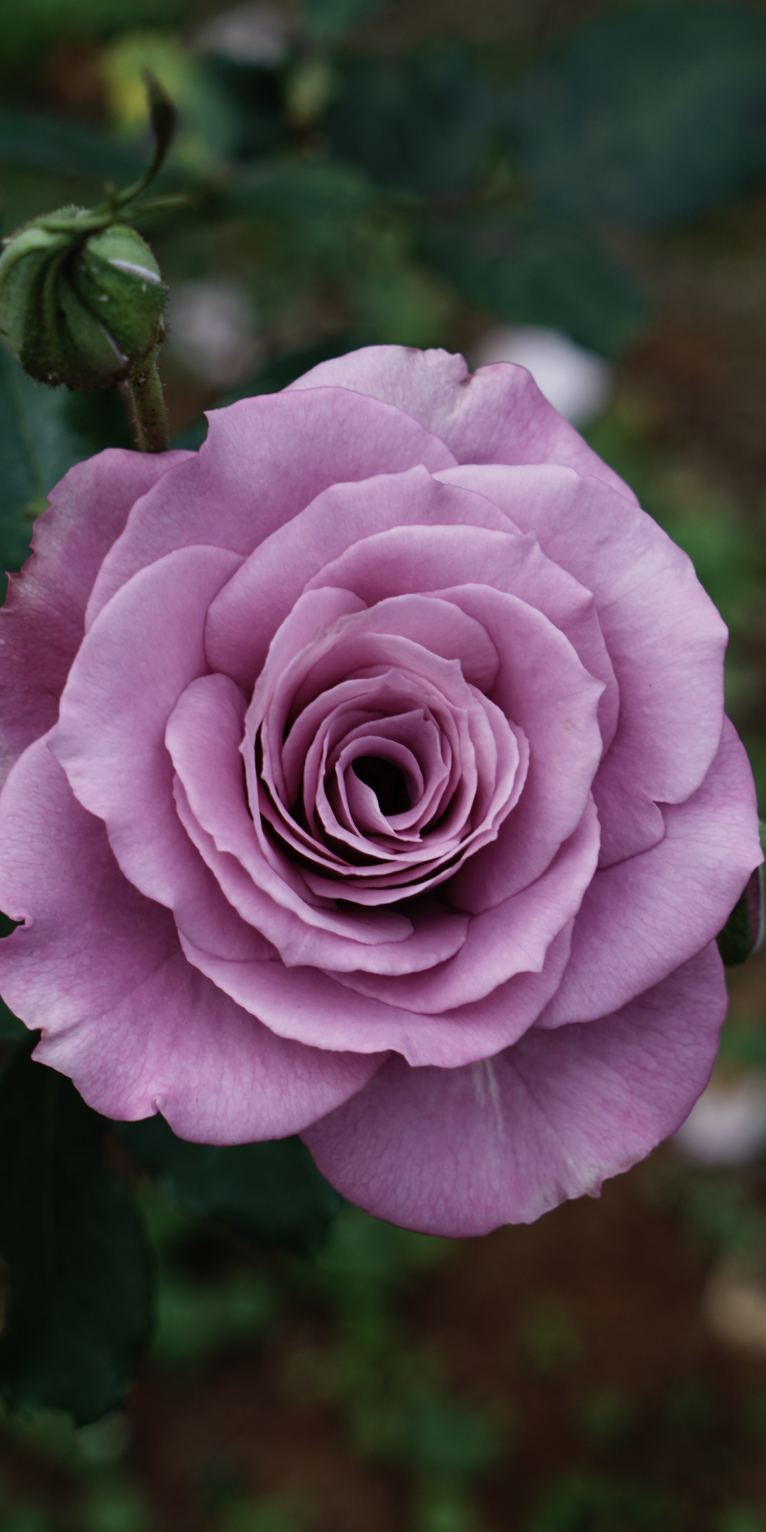 Violet rose, flower, portrait, 1080x2160 wallpaper
