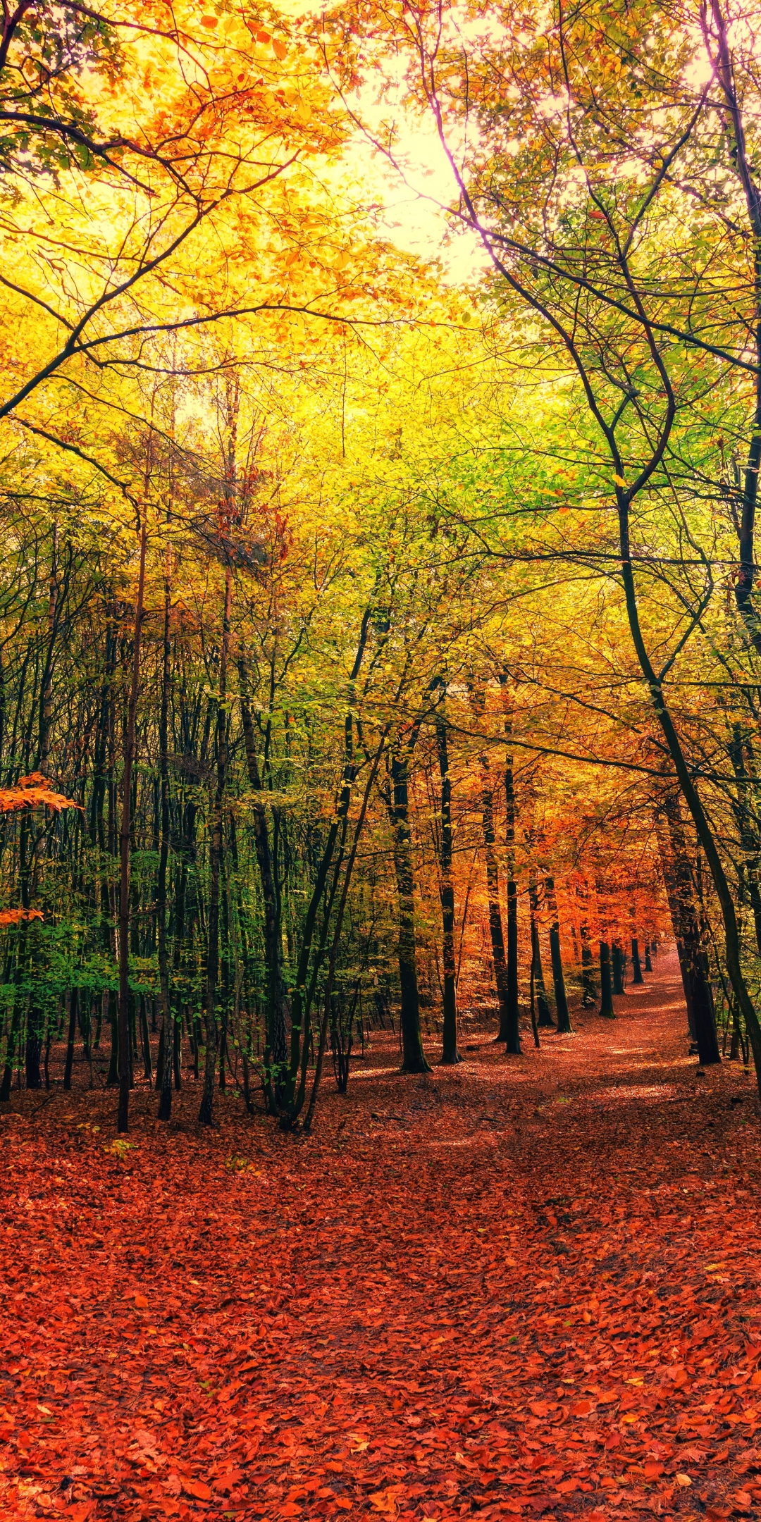 Autumn, leaves, fall, tree, forest, nature, 1080x2160 wallpaper