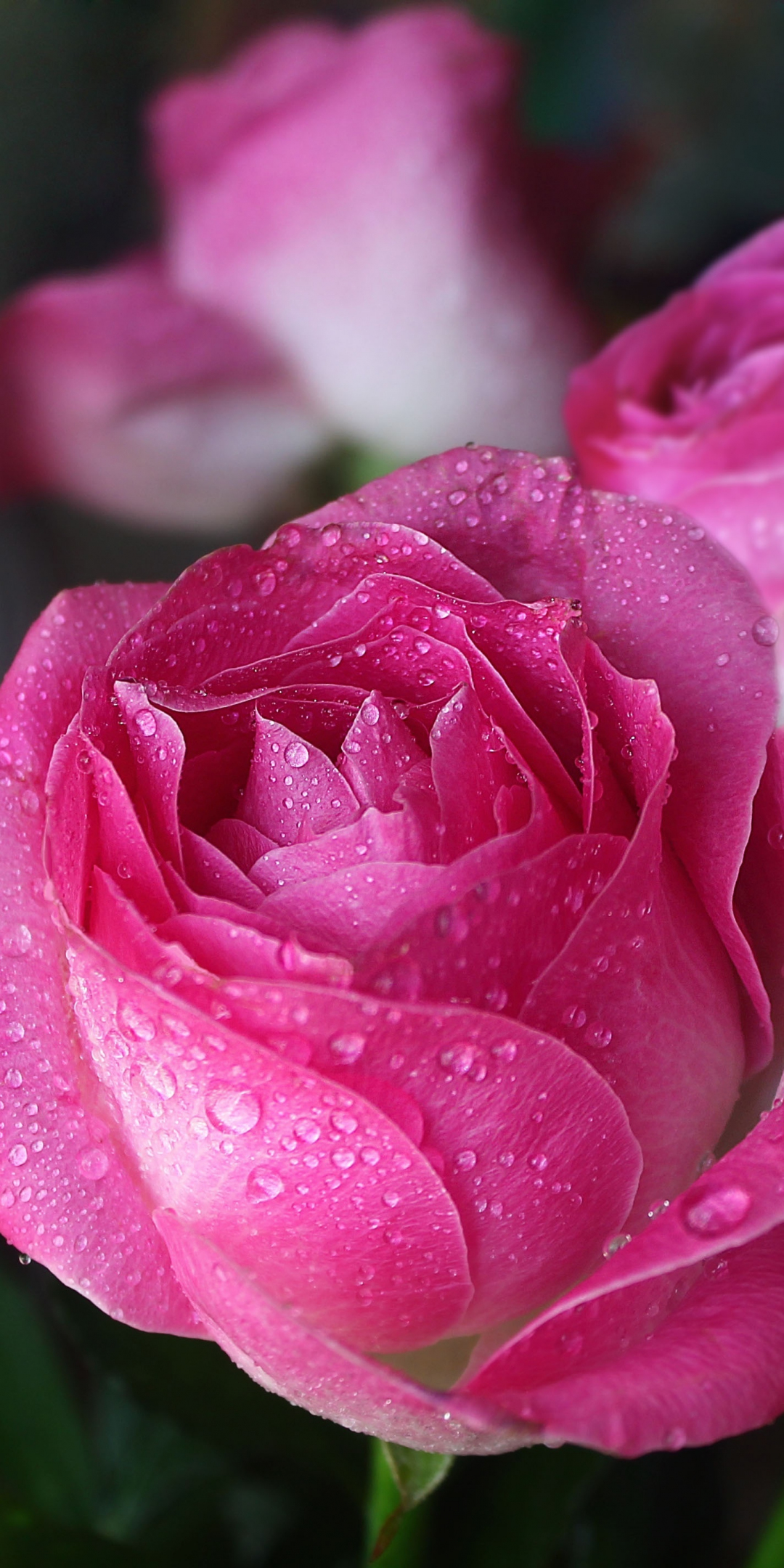 Drops, pink, close up, bloom, roses, 1080x2160 wallpaper