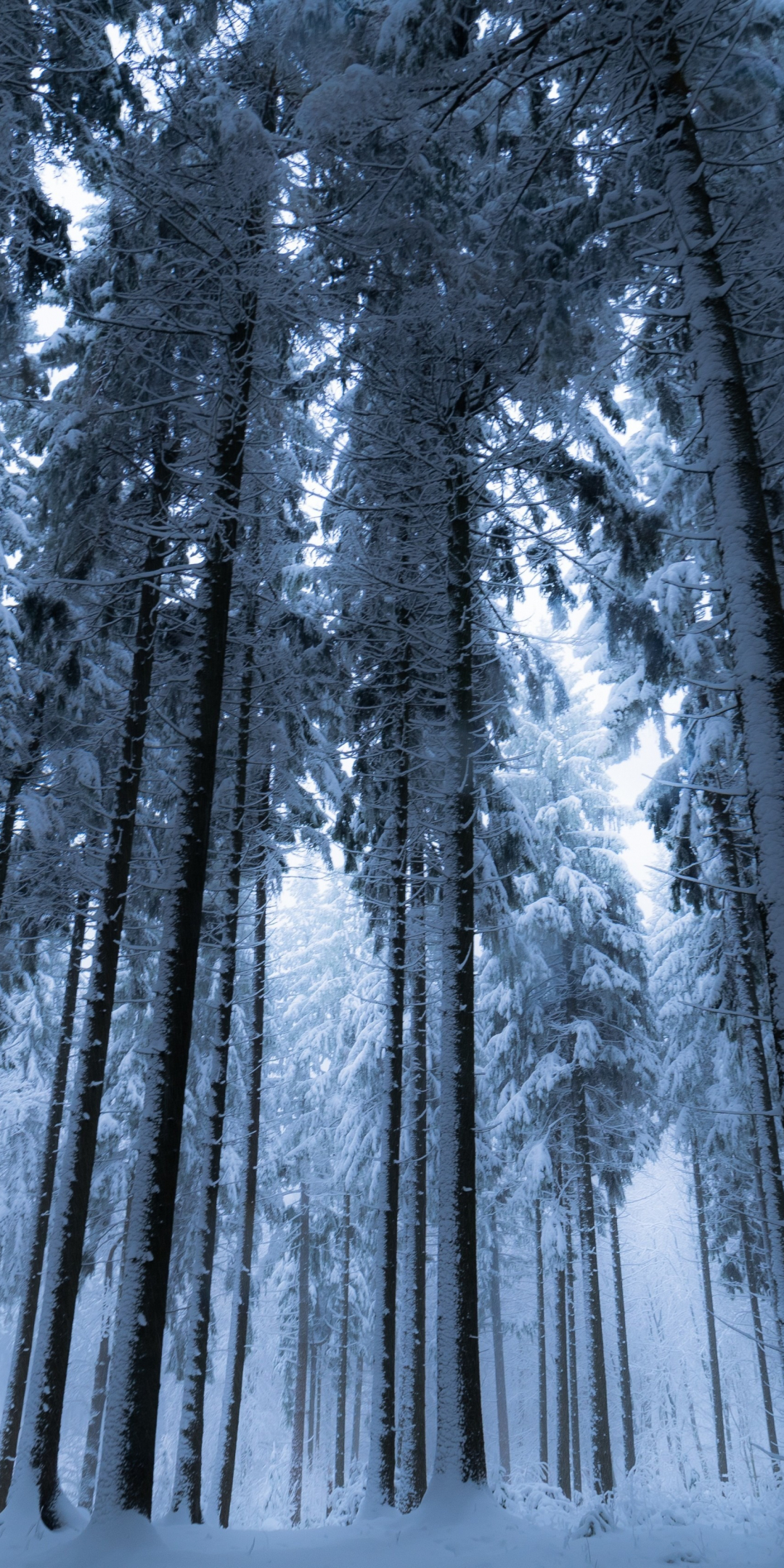 Trees, forest, winter, 1080x2160 wallpaper