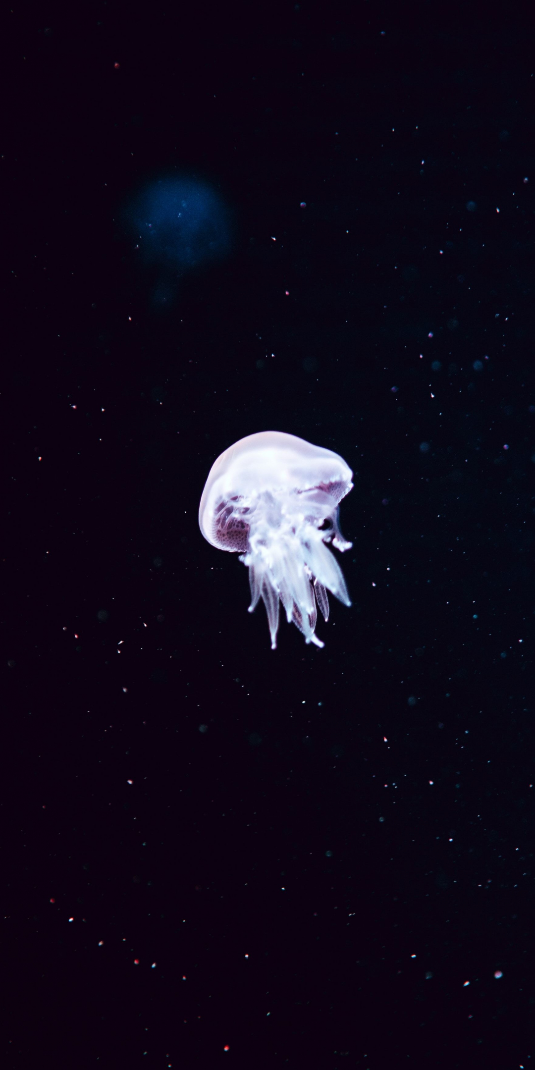 Minimal, white jellyfish, 1080x2160 wallpaper