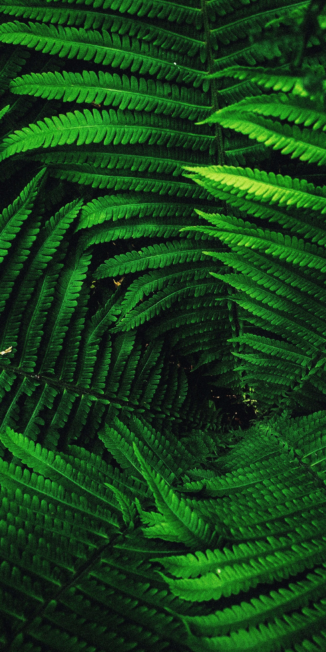 Fern's leaves, tree branches, green, 1080x2160 wallpaper