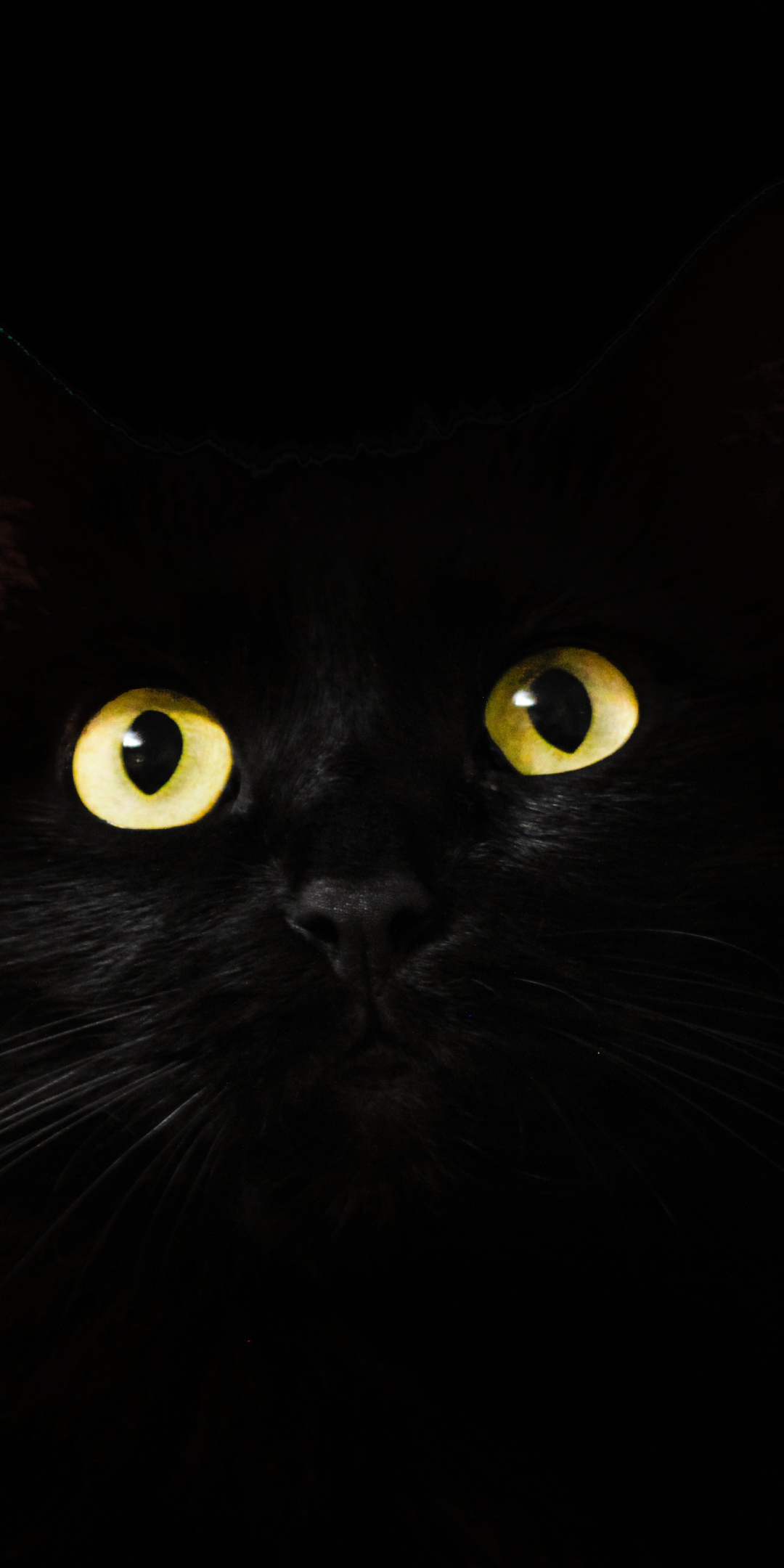 Black cat, muzzle, animal, yellow eyes, 1080x2160 wallpaper