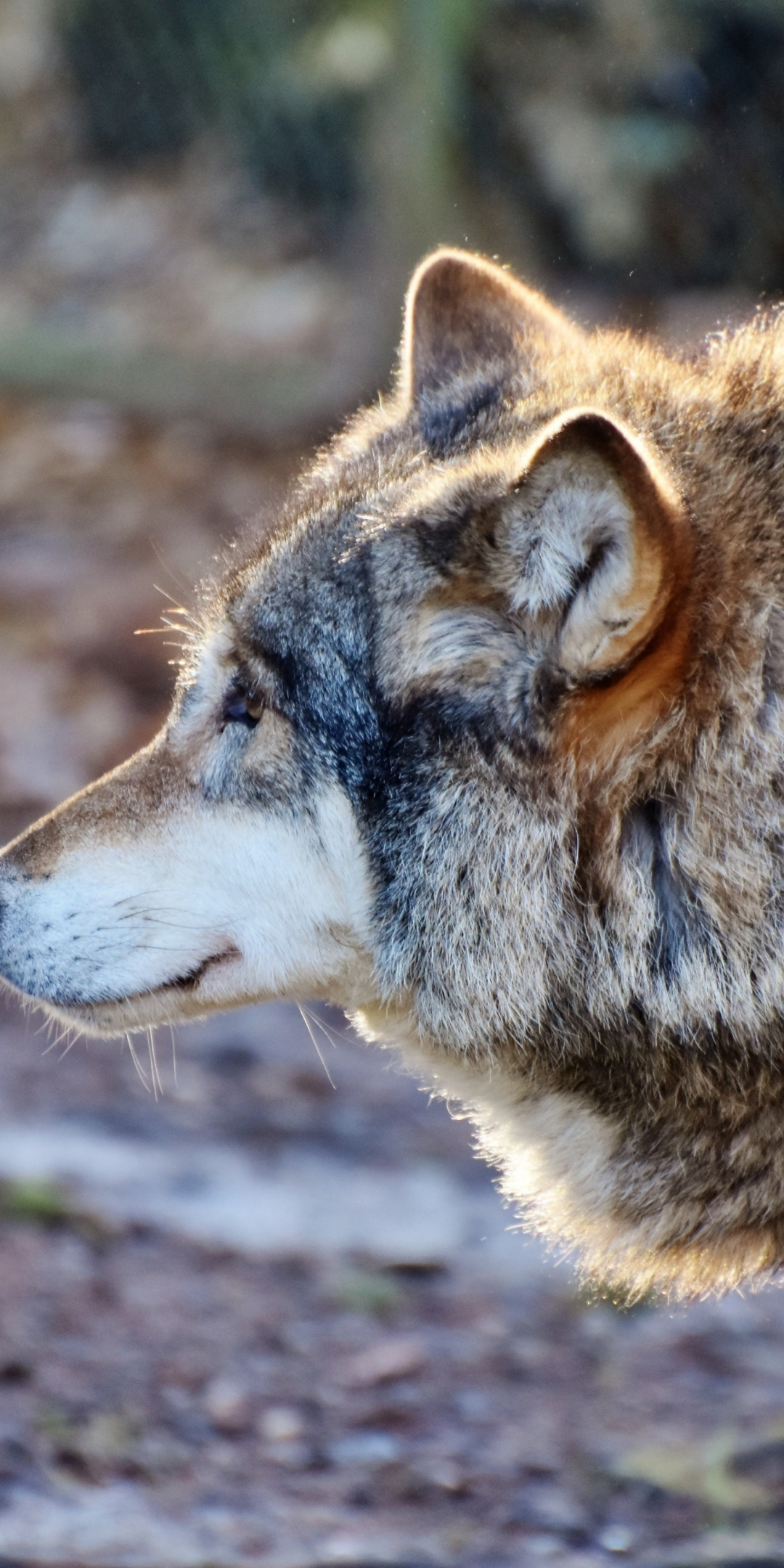 Wolf, muzzle, furry animal, predator, wildlife, 1080x2160 wallpaper