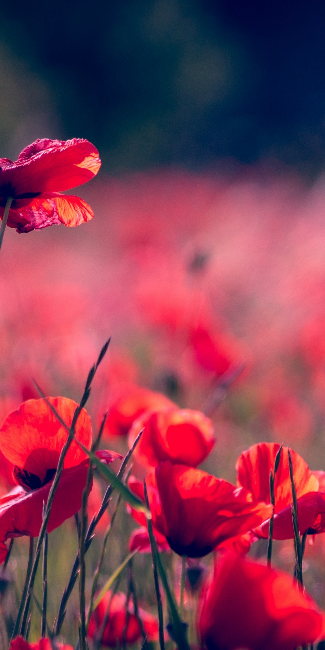 Portrait, blur, poppy field, meadow, 1080x2160 wallpaper
