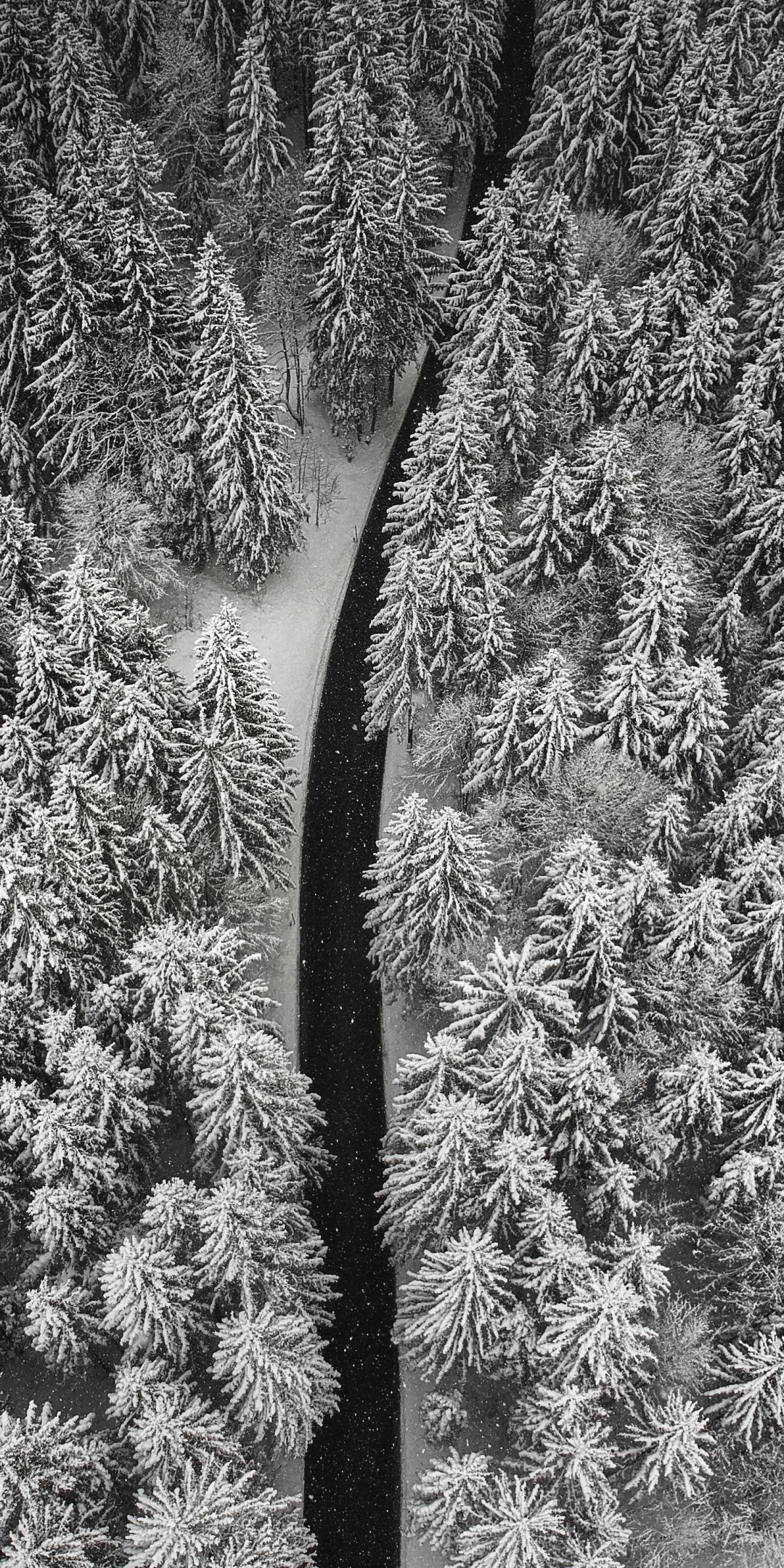Aerial view, forest, pine tree, winter, white, 1080x2160 wallpaper