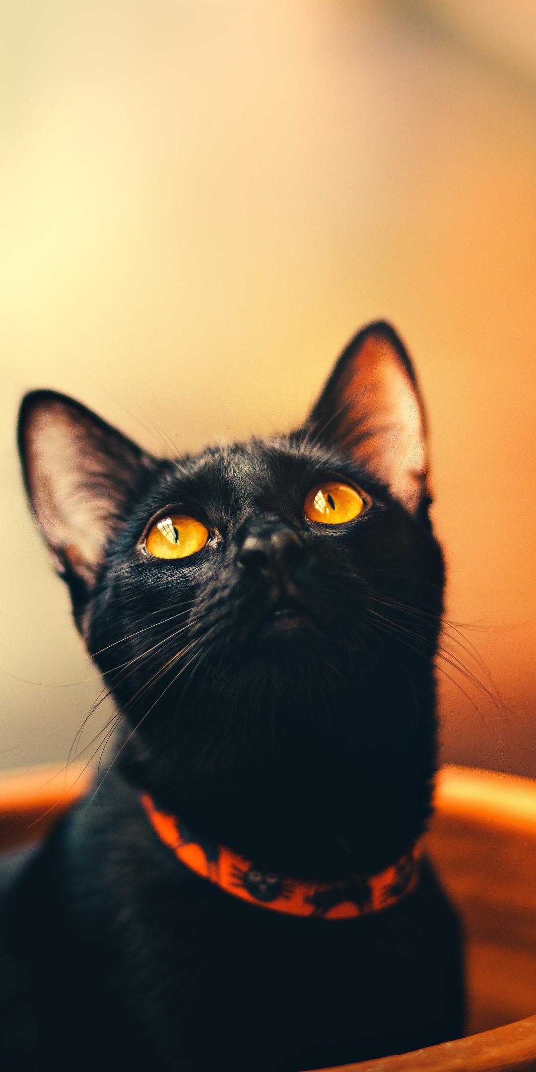 Cute, feline, yellow eyes, cat, black, 1080x2160 wallpaper