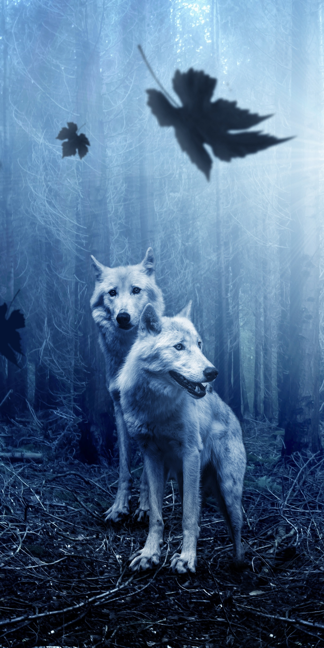 Wolf, predator, forest, wildlife, 1080x2160 wallpaper