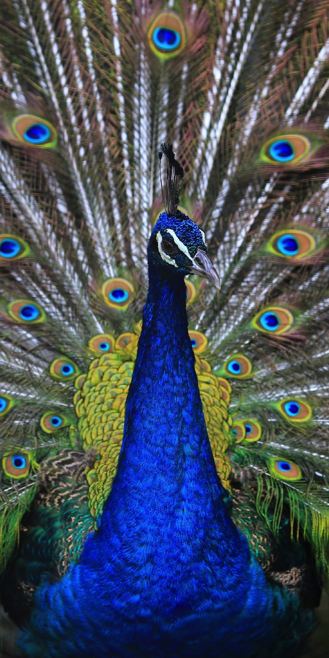 Plumage, peacock, bird, dance, 1080x2160 wallpaper