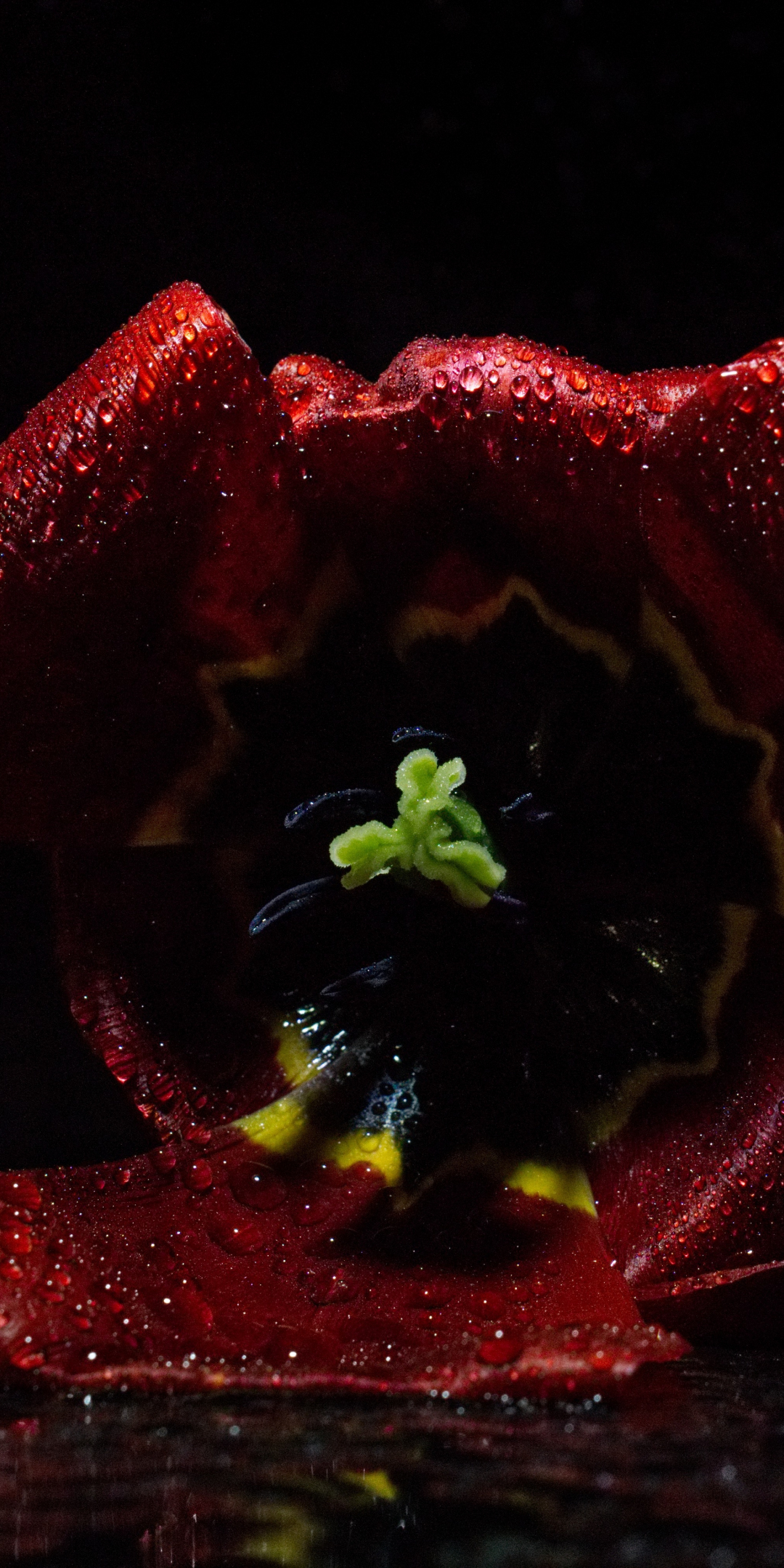 Tulip flower, bud, close up, 1080x2160 wallpaper