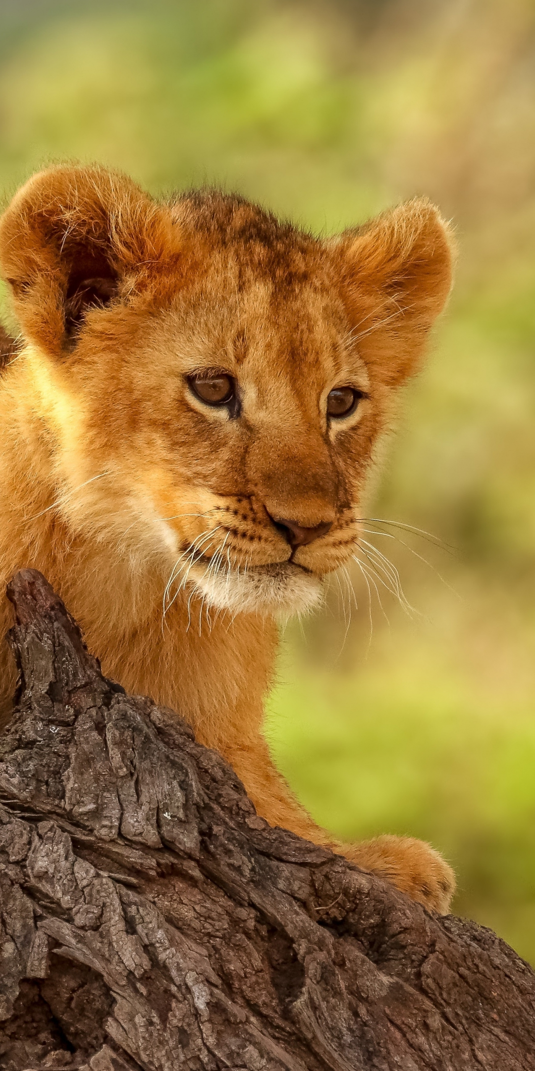 Lion cub, cute, animal, 1080x2160 wallpaper