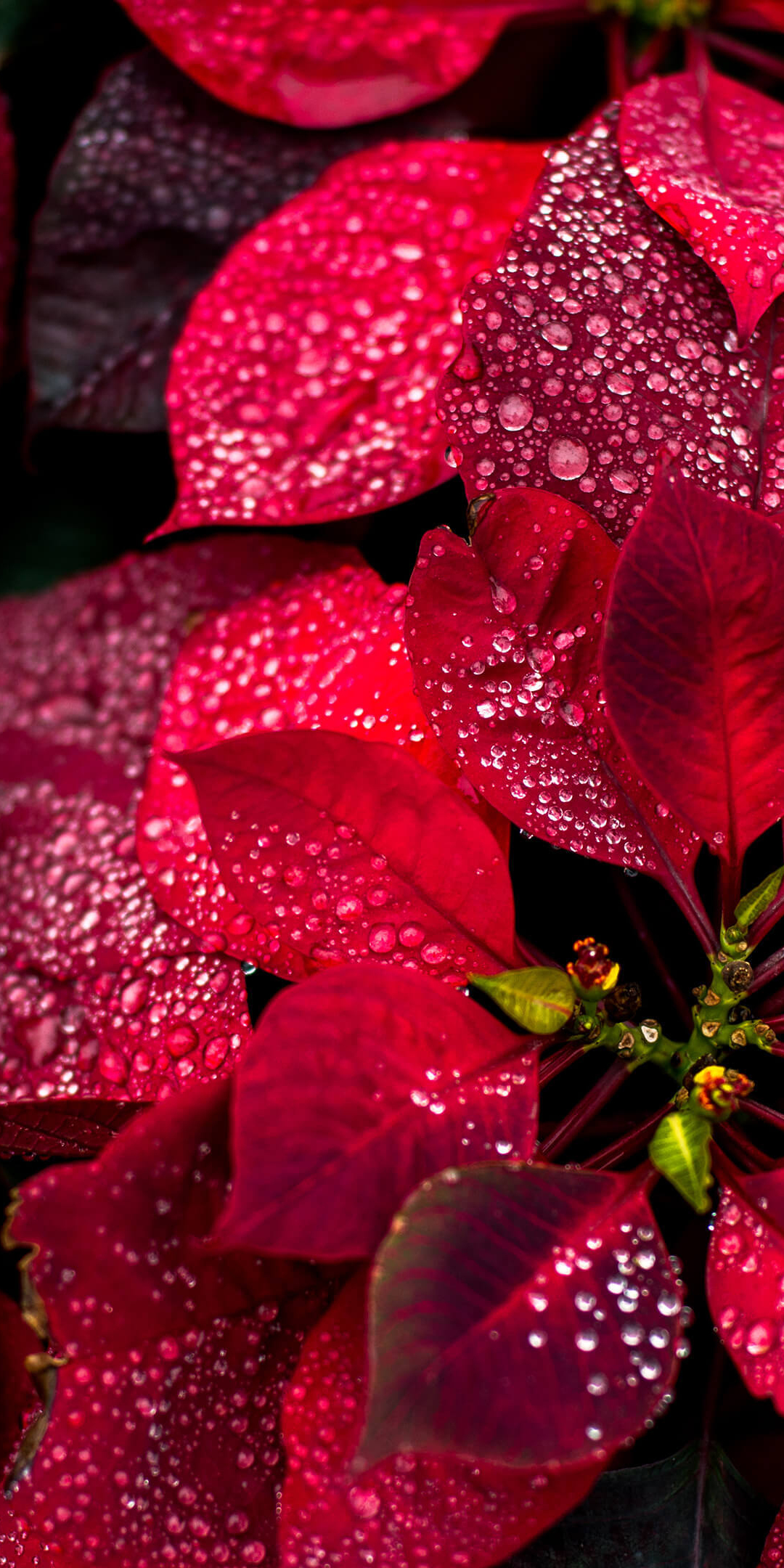 Colorful red leaves, nature, plant, close up, 1080x2160 wallpaper