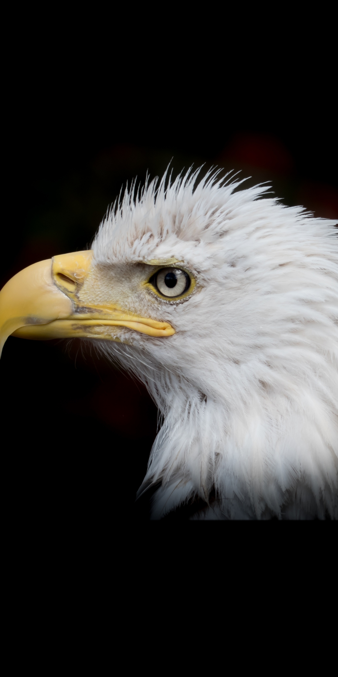 Bald Eagle, bird, portrait, muzzle, 1080x2160 wallpaper