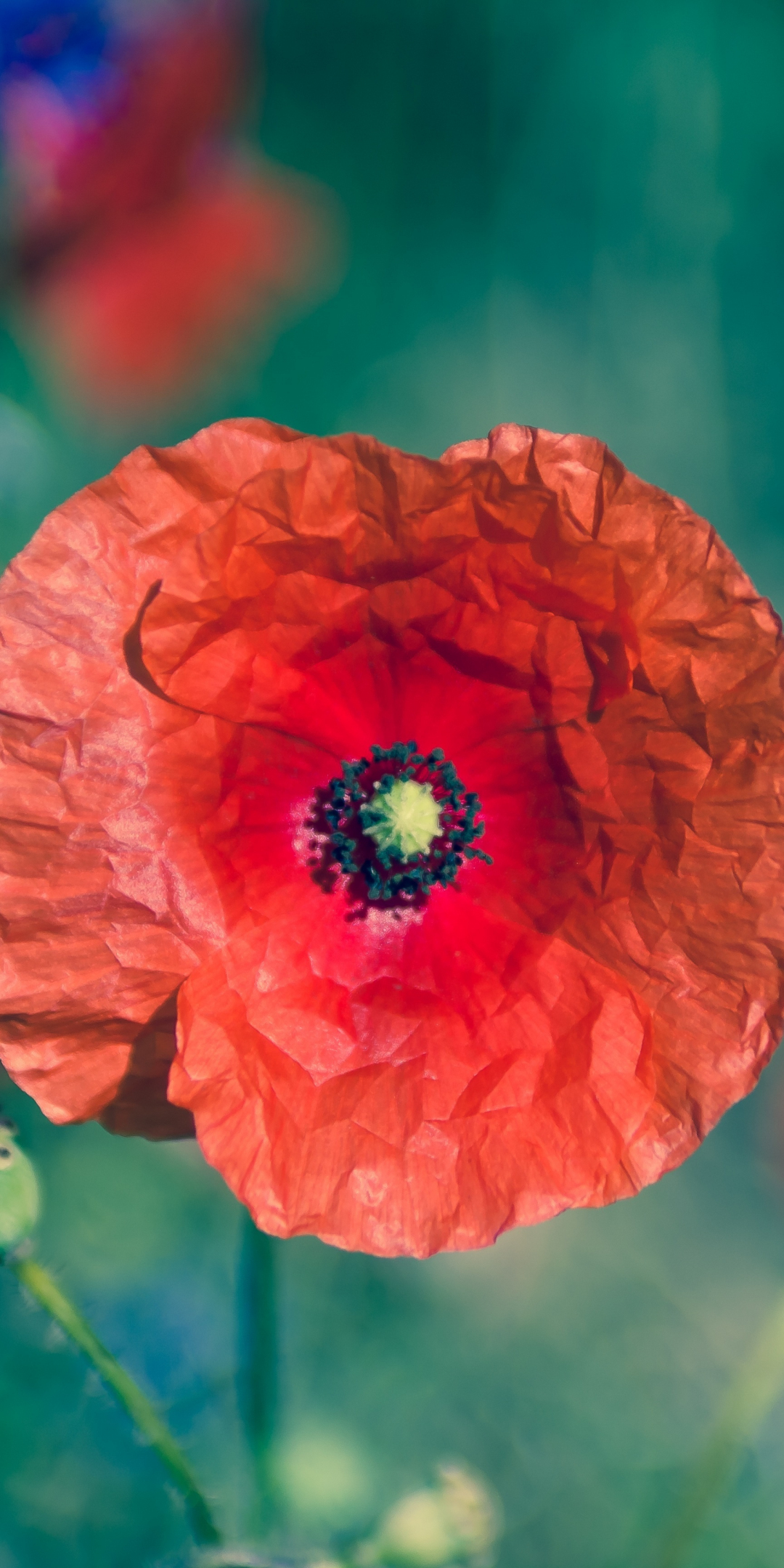 Poppy, flower, blur, portrait, 1080x2160 wallpaper