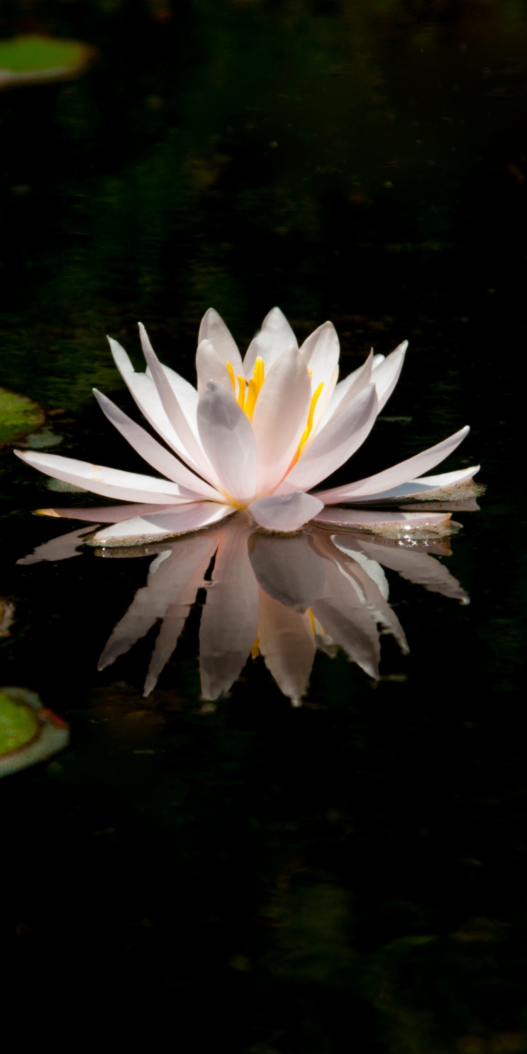 White, reflections, water lily, lake, flower, 1080x2160 wallpaper