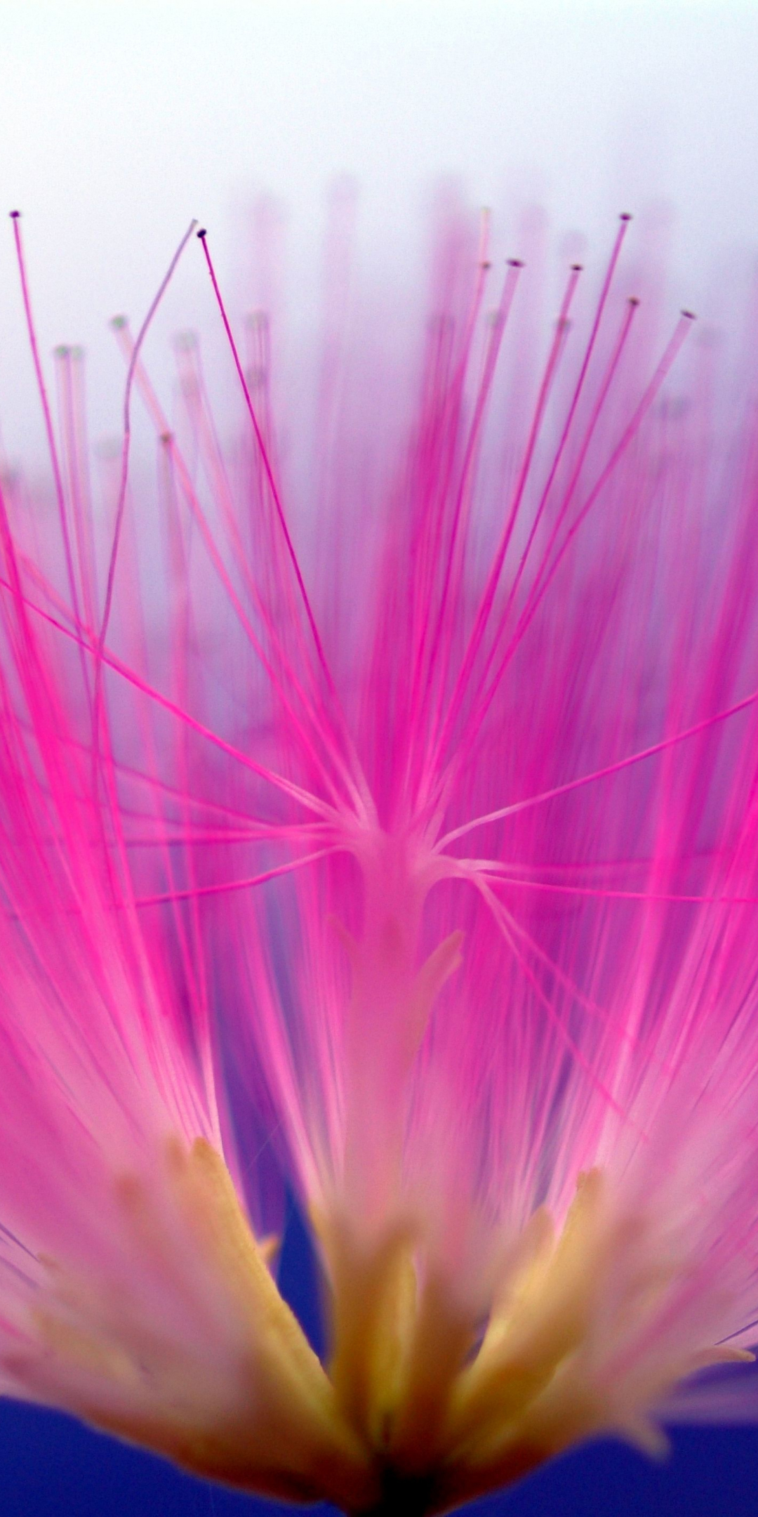 Bloom, pink flower, pollen, 1080x2160 wallpaper