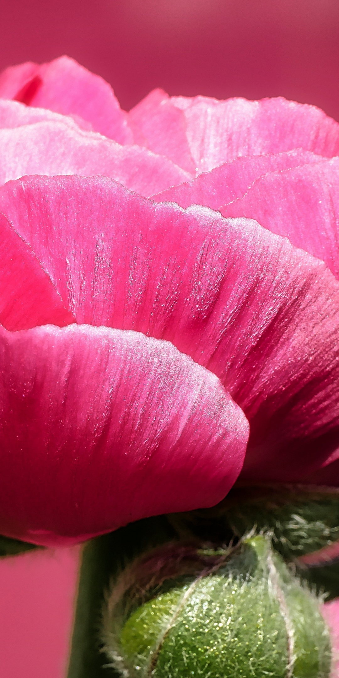 Macro, flower, pink poppy, 1080x2160 wallpaper